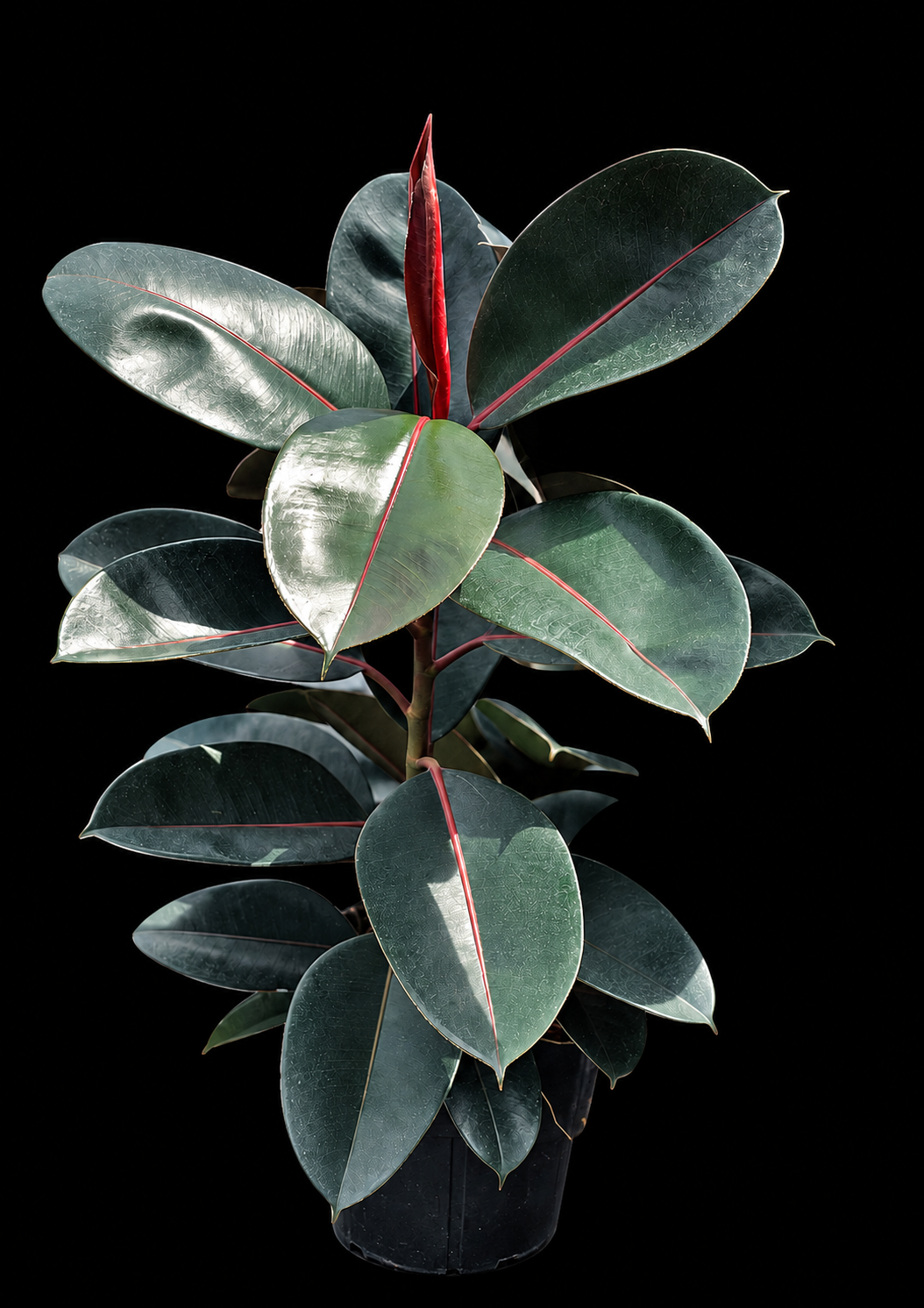 Ficus elastica 'Burgundy'