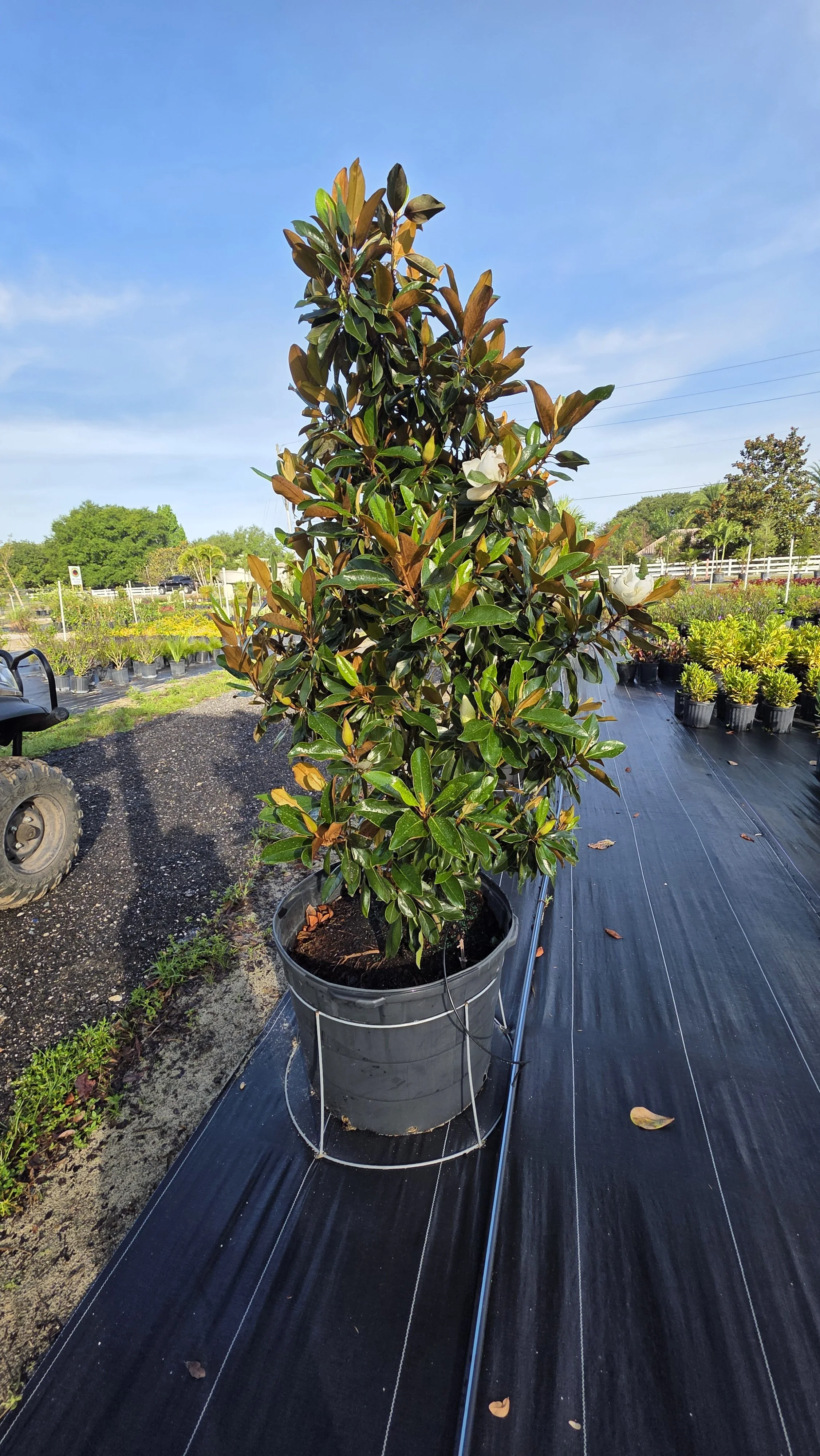 Gem Magnolia (3).jpg