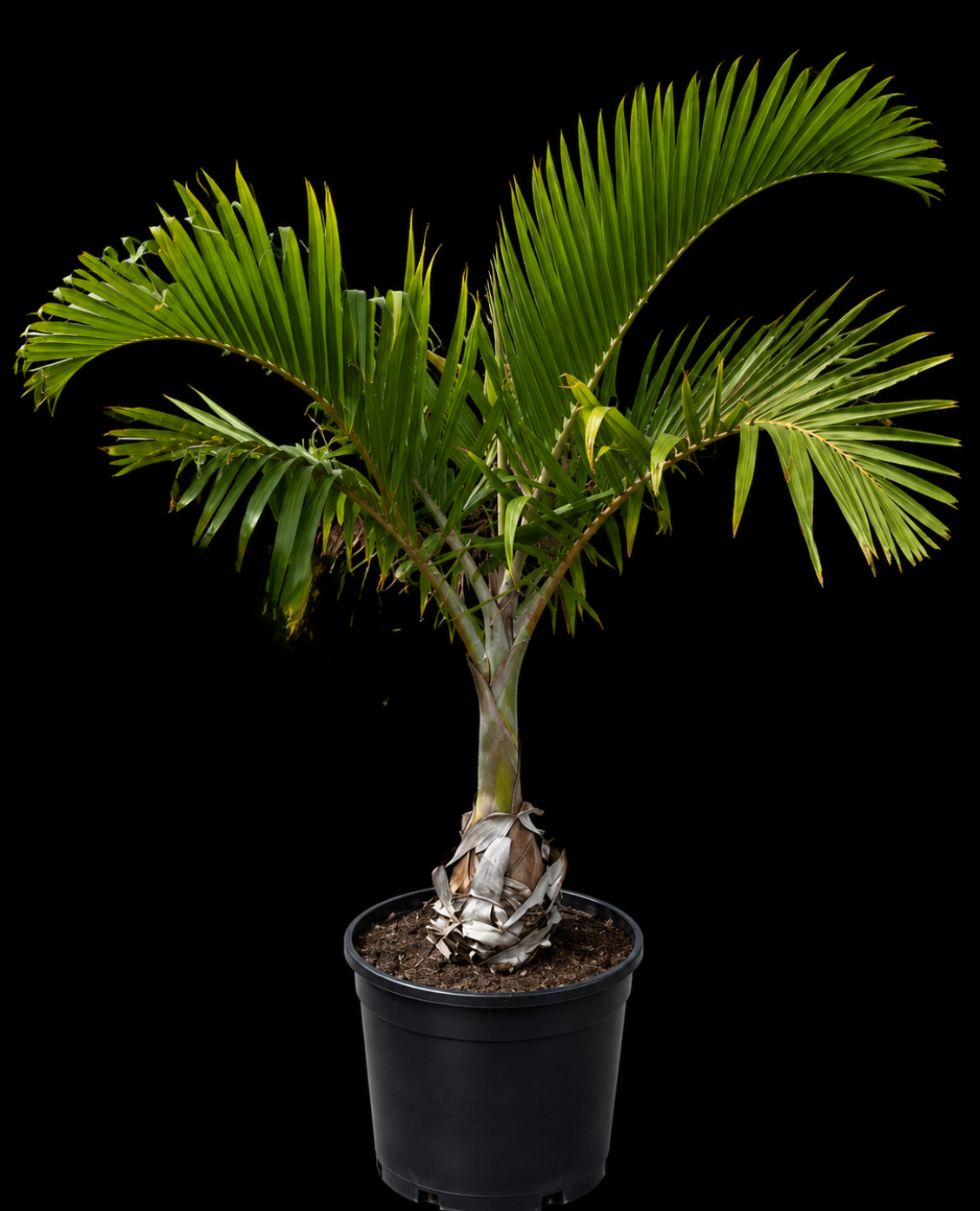 Bottle Palm (Hyophorbe lagenicaulis)
