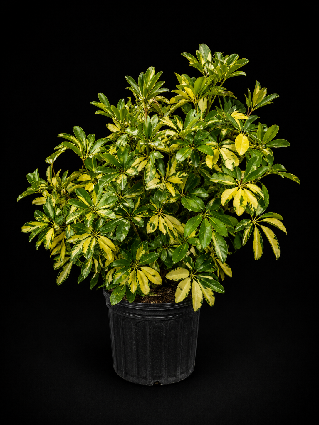 Arboricola Trinette