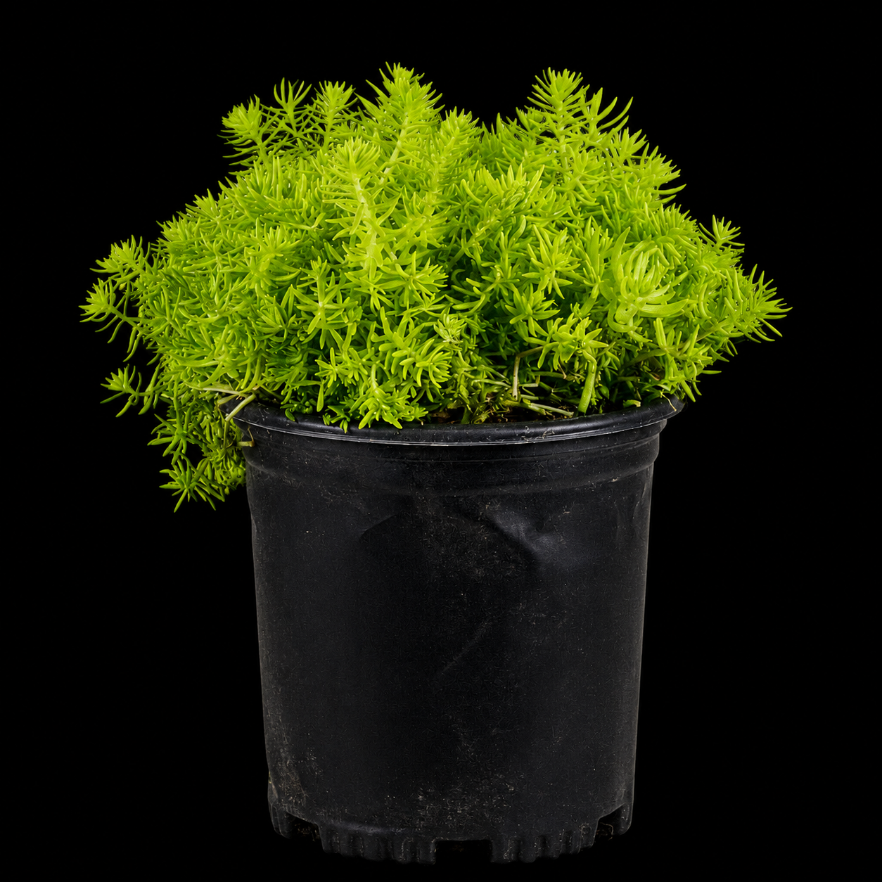 Lemon Sedum