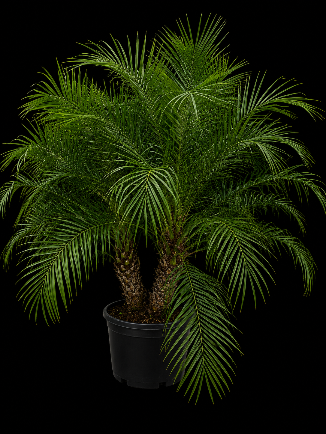 Roebelenii Palm (Phoenix roebelenii)