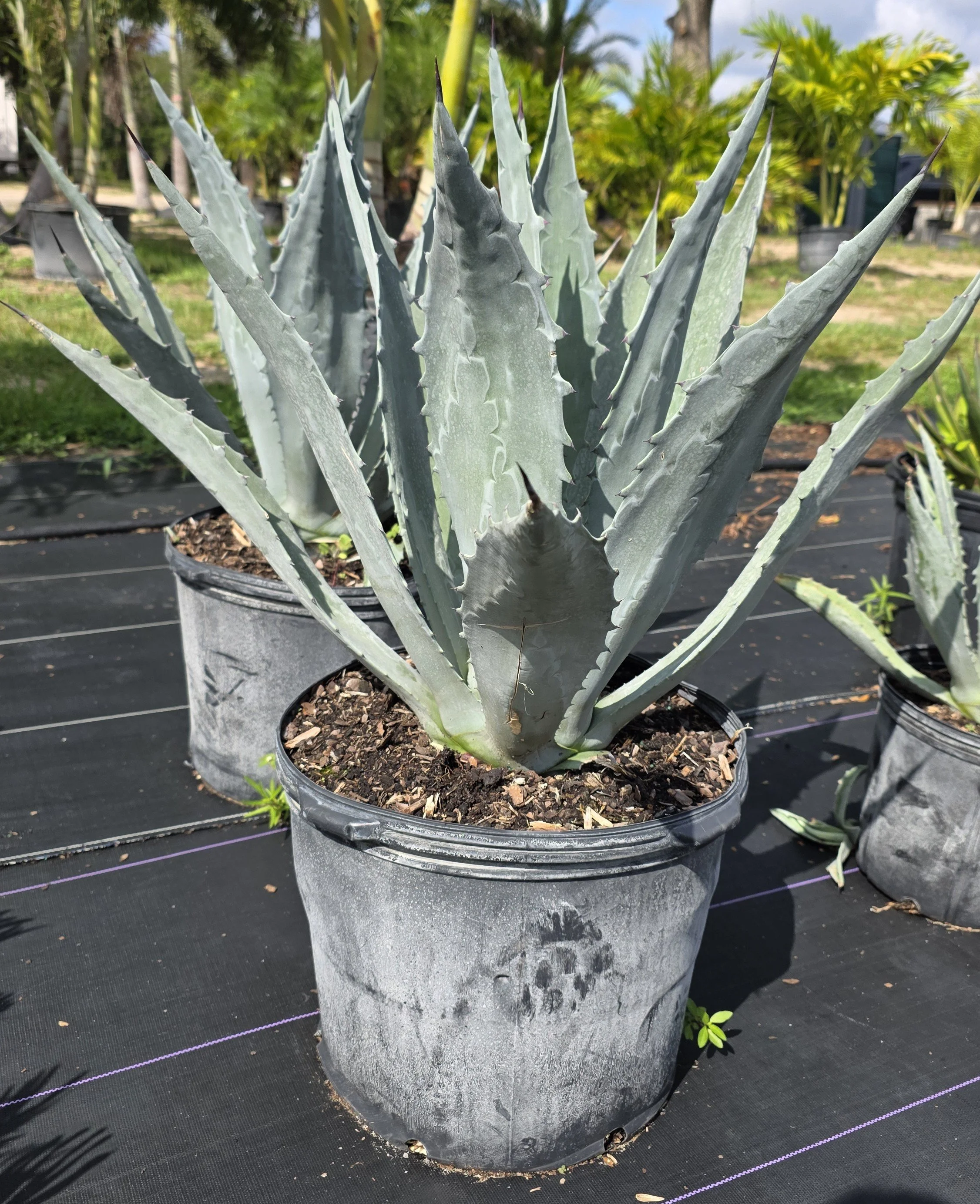 Agave American Blue (2).jpg