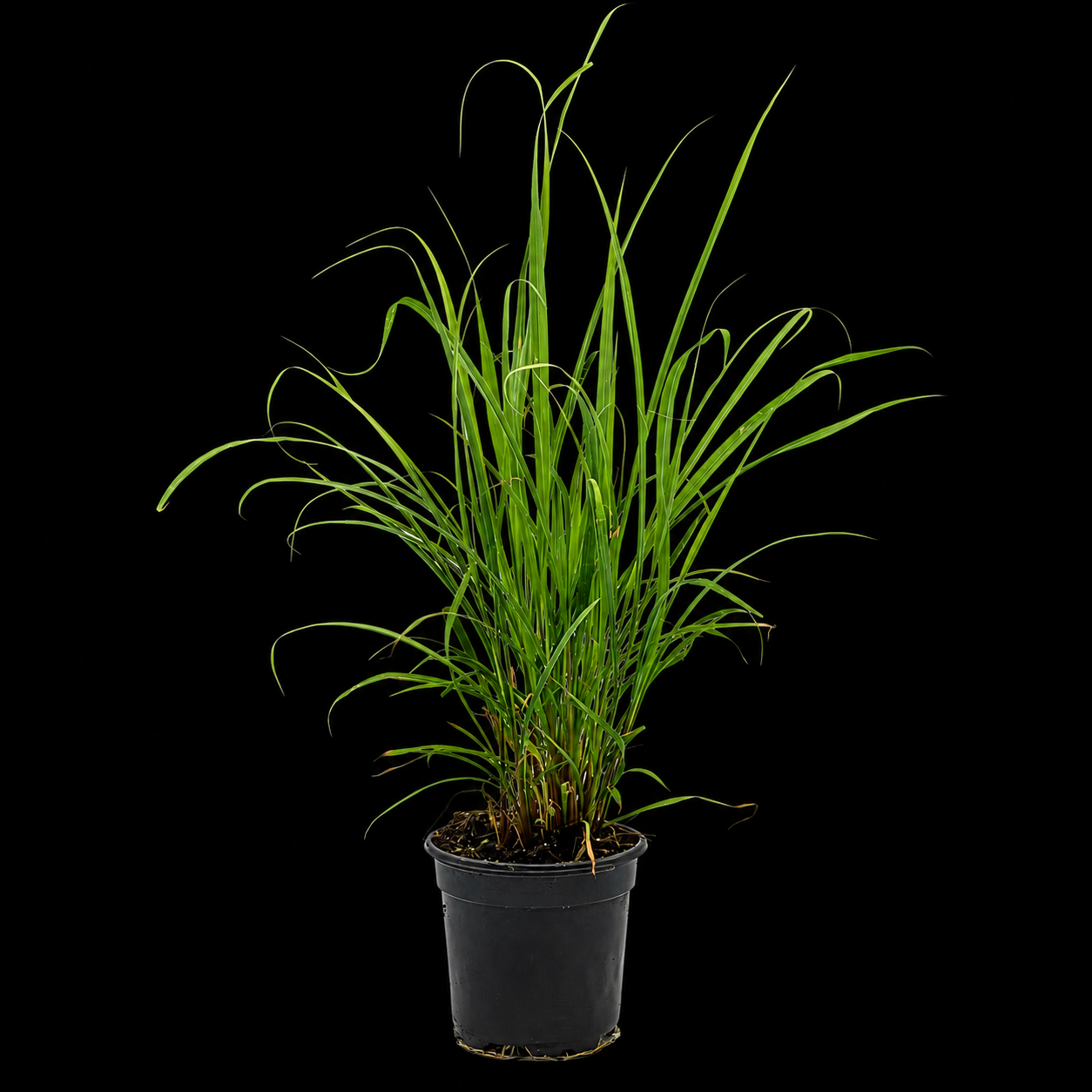 Lemon Grass