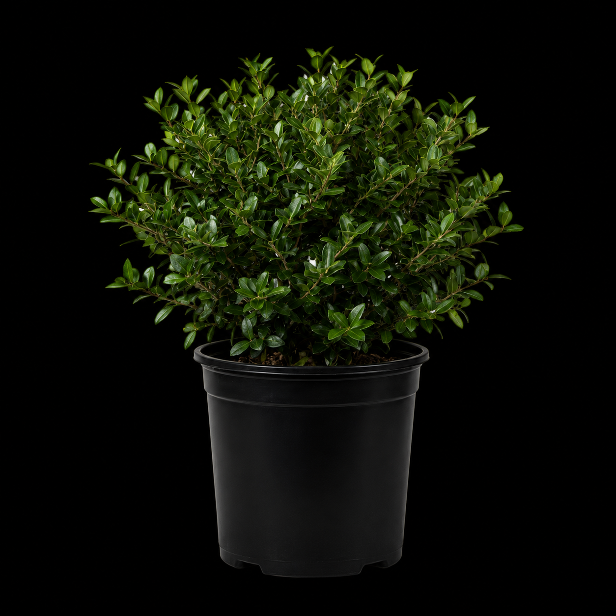 Schilling Dwf Yaupon Holly