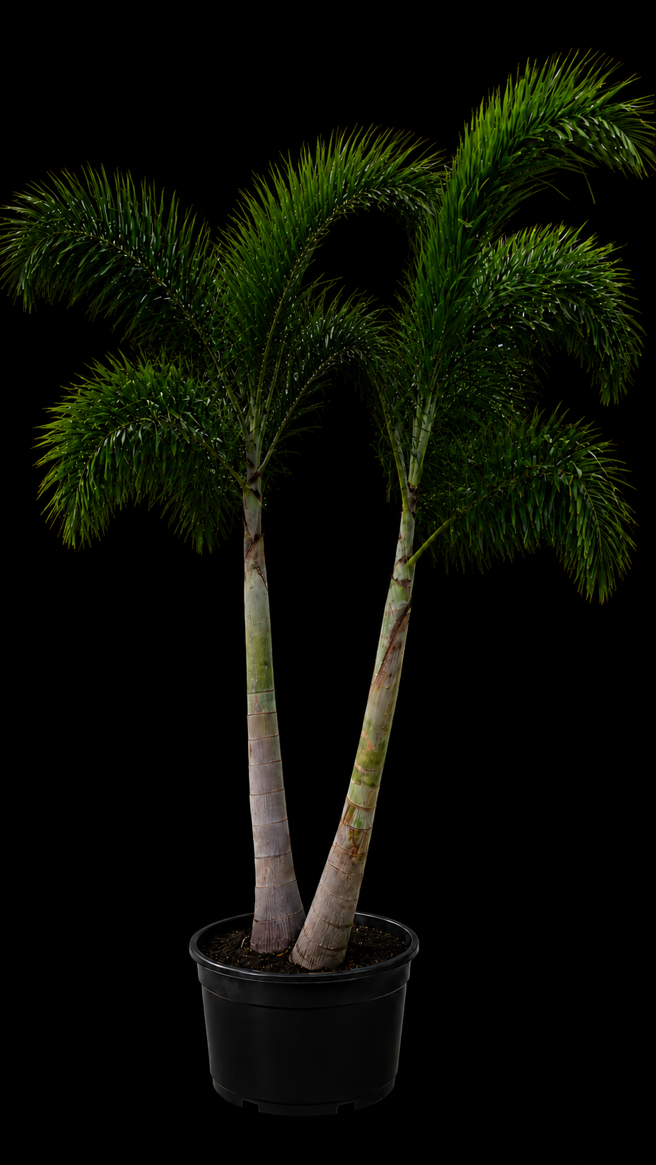 Foxtail Palm (Wodyetia bifurcata)