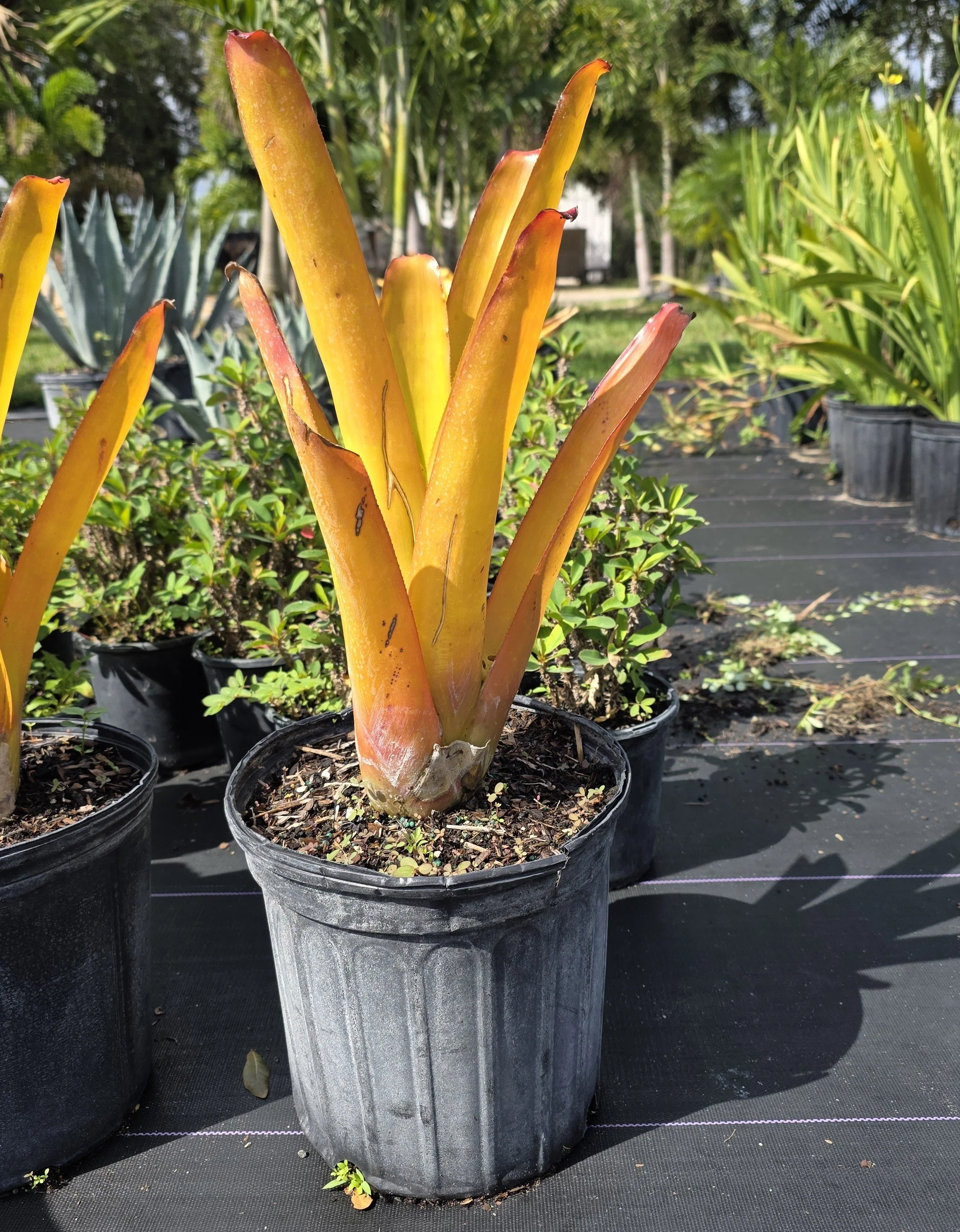 Aechmea Blanchetiana Orange.jpg