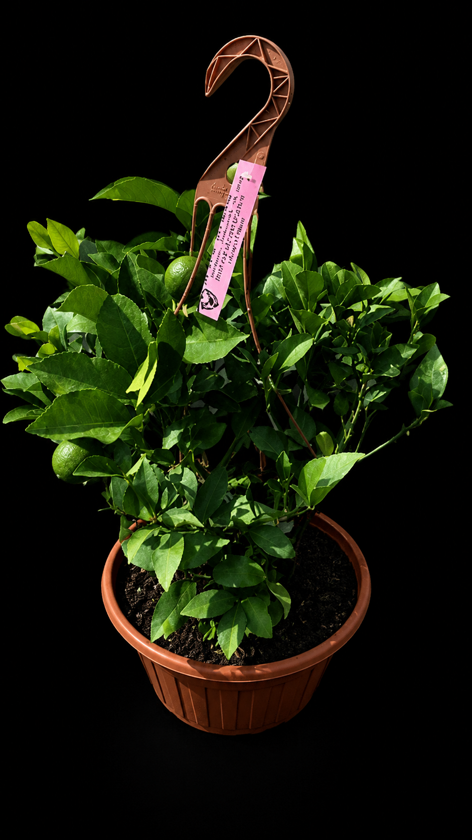 Citrus Hanging Basket