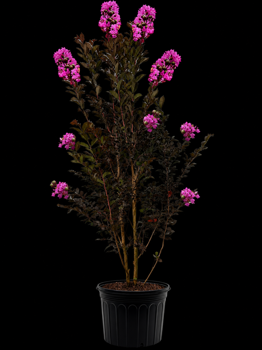 Crape Myrtle 'Thunderstruck Lavender'
