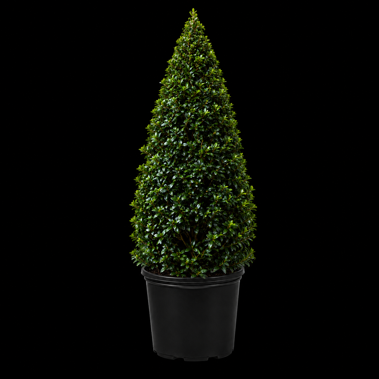 Eugenia Topiaries