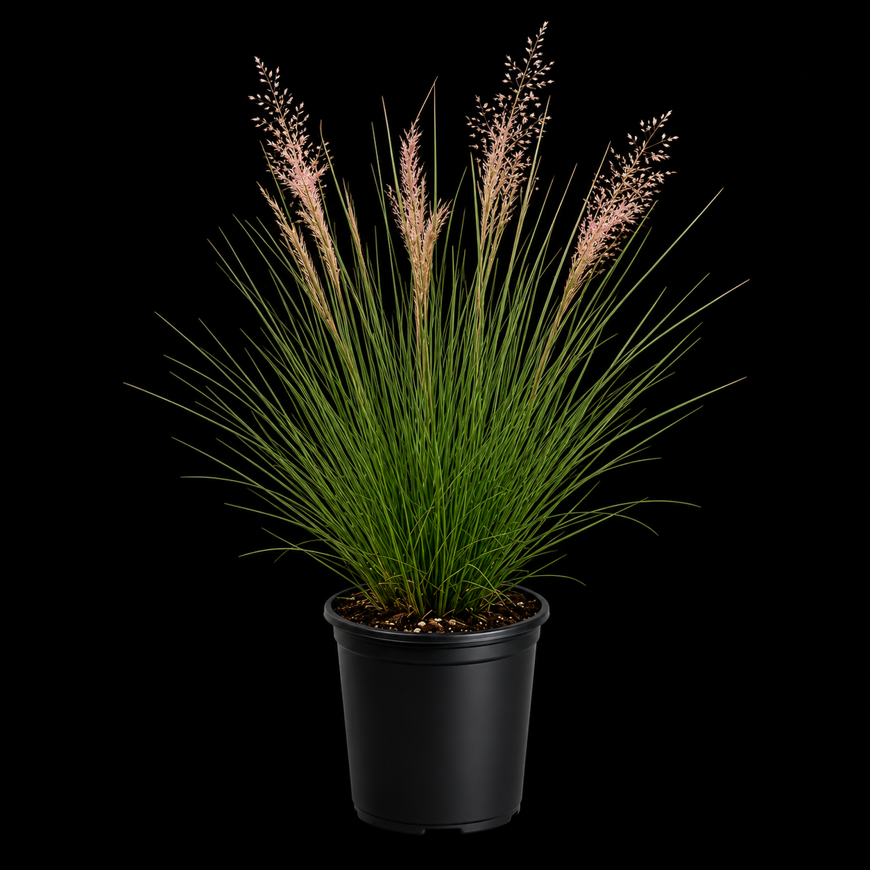 Muhly Grass
