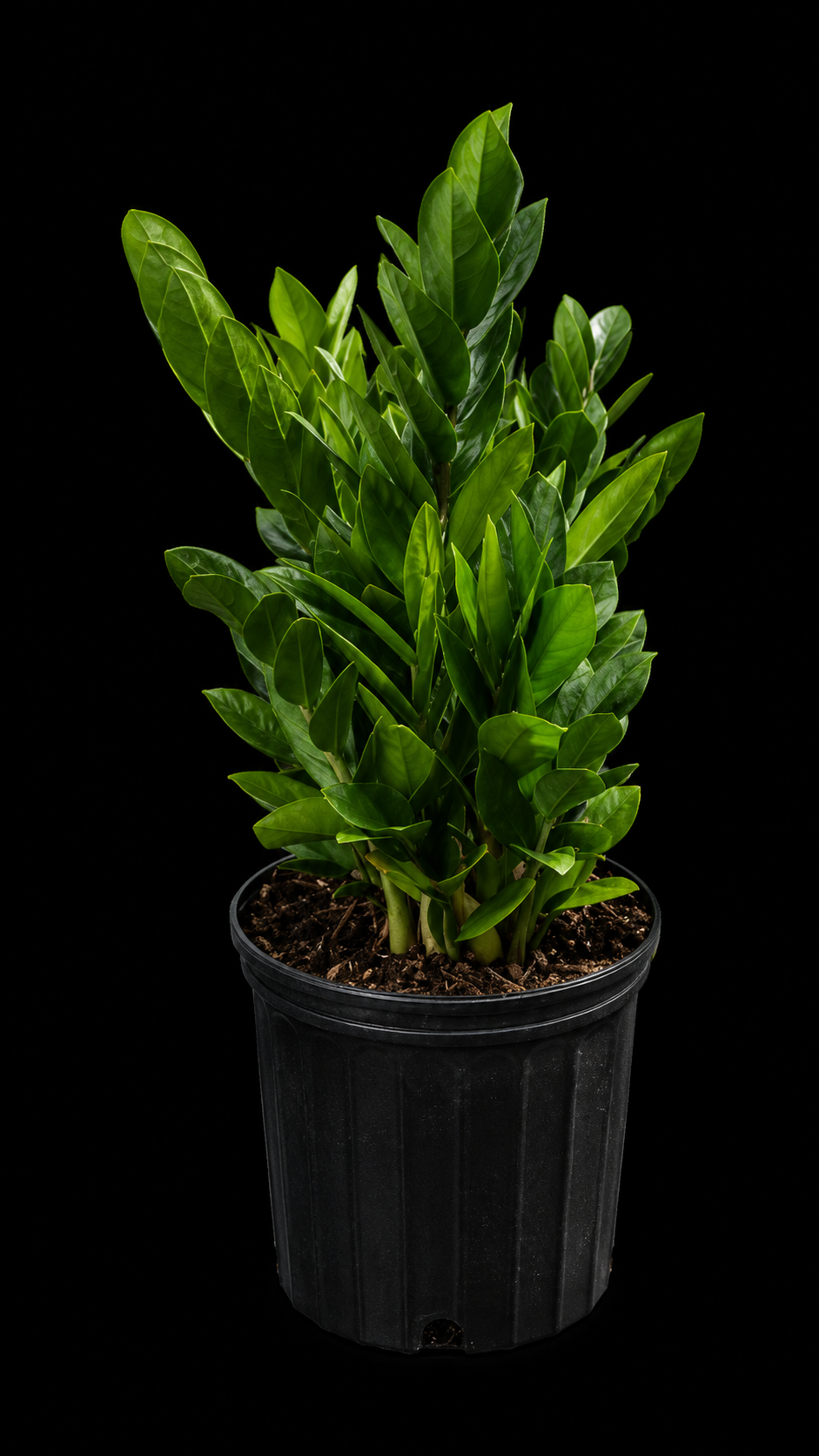 Zamioculcas zamiifolia