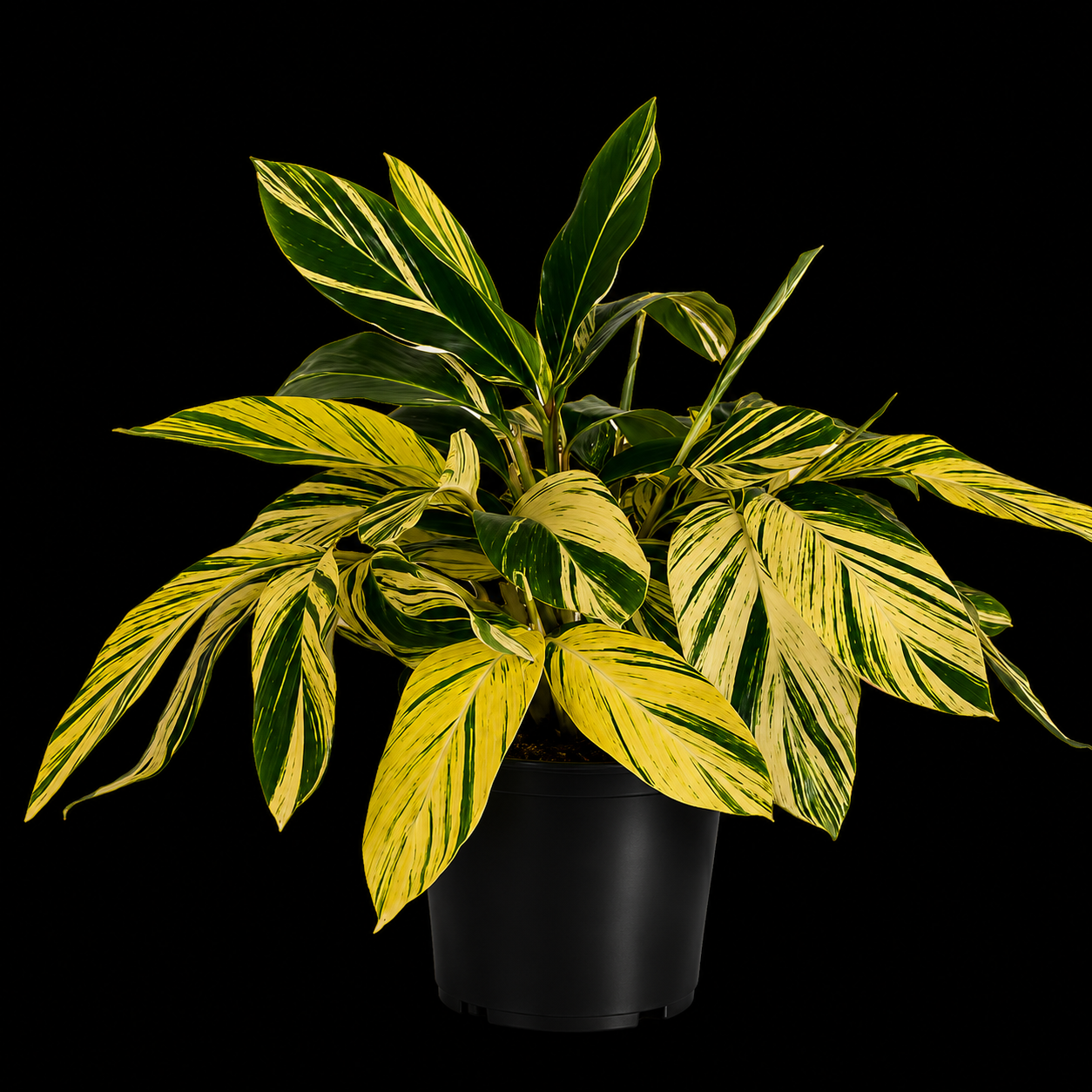 Alpinia Variegated Ginger