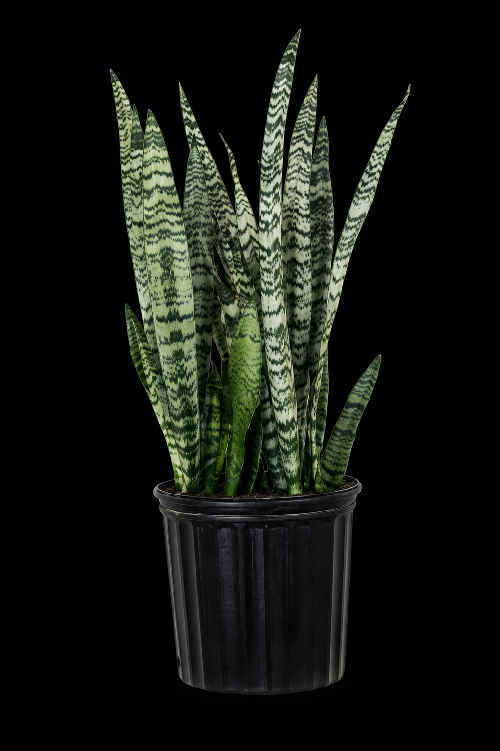 Sansevieria Zeylanica