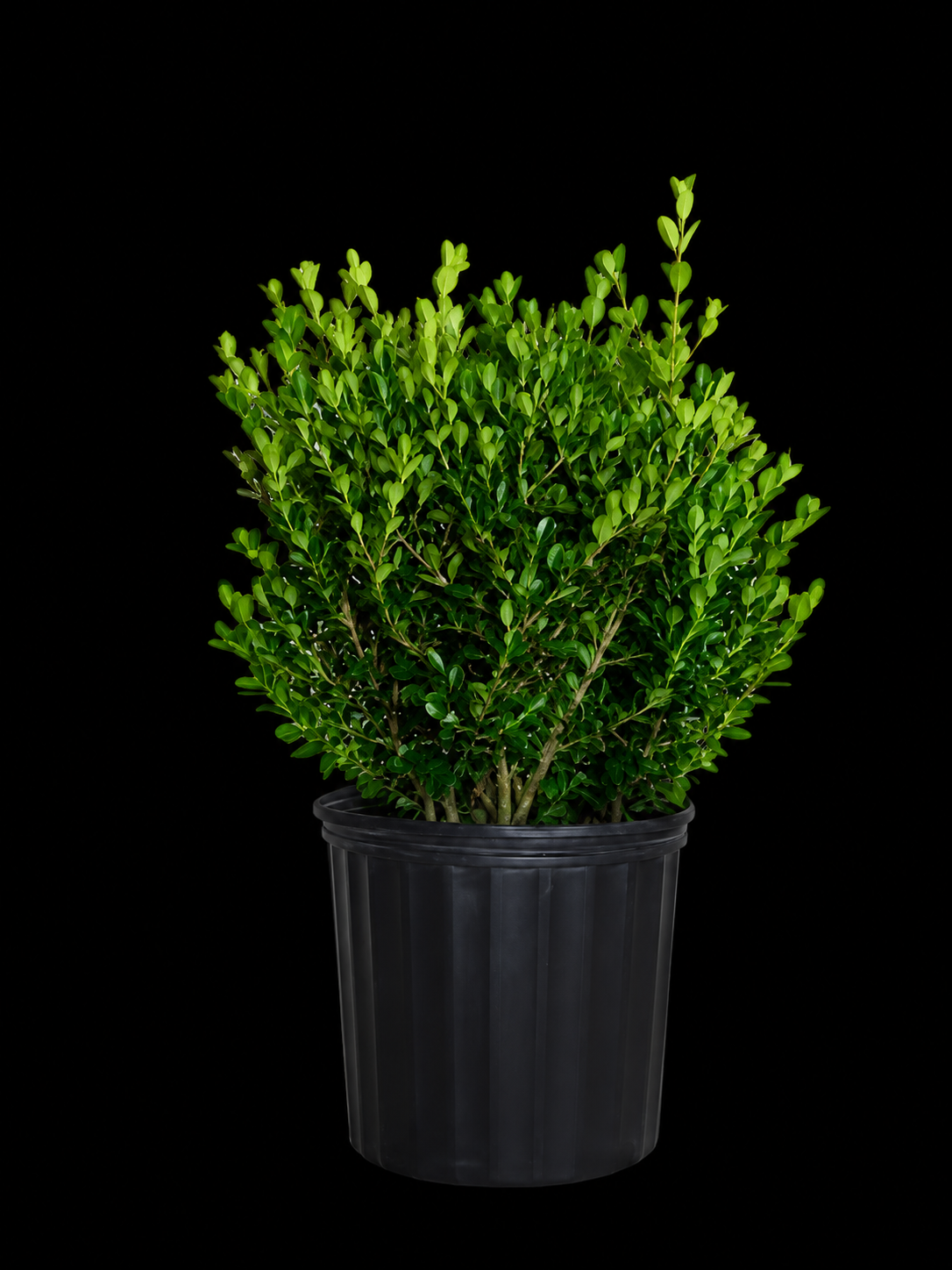 Boxwood Japanese