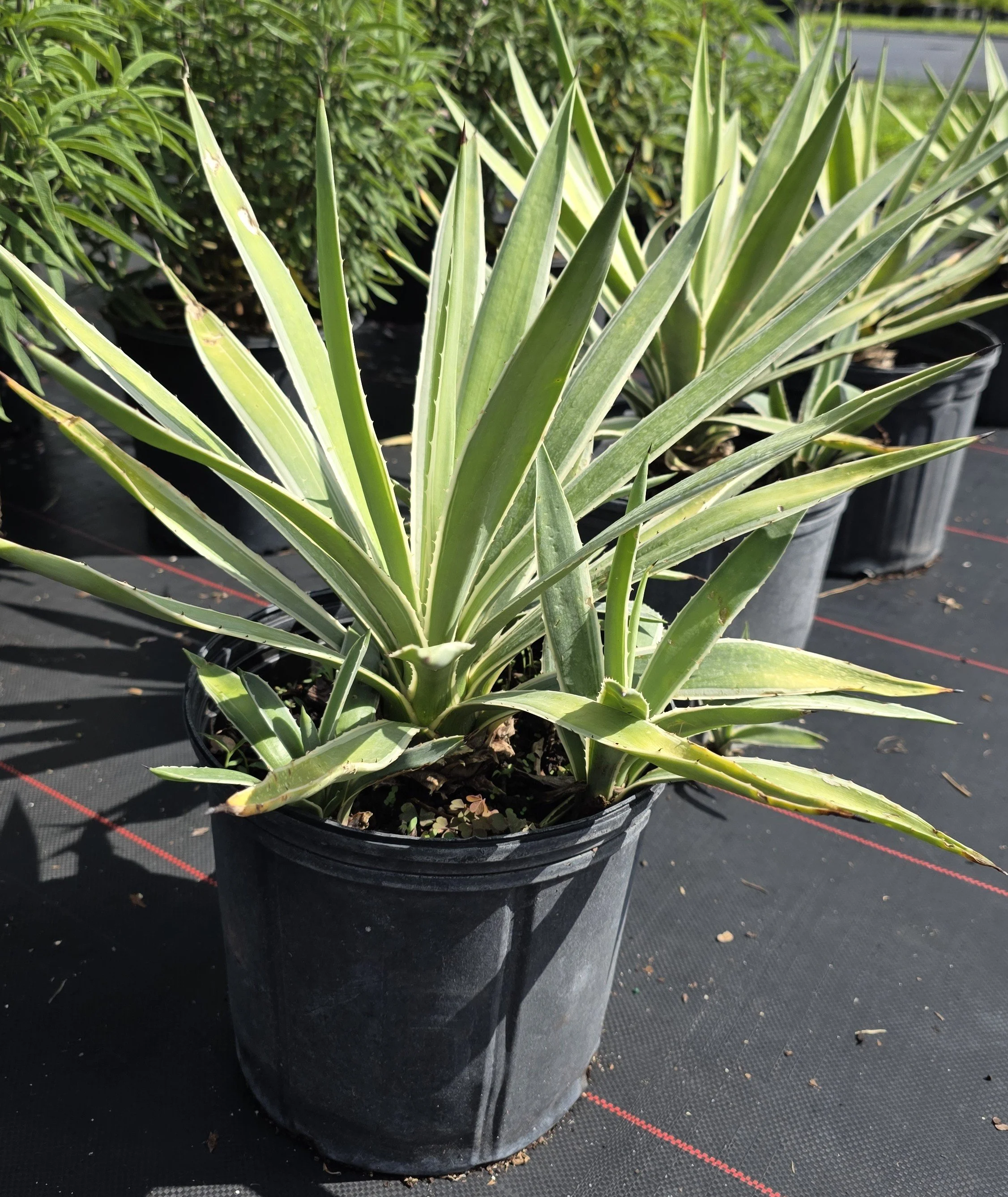Agave Caribbean.jpg