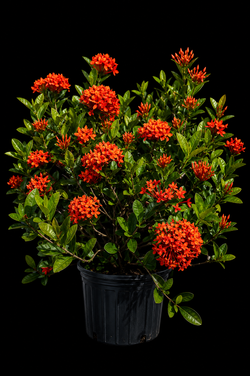 Ixora Maui Red
