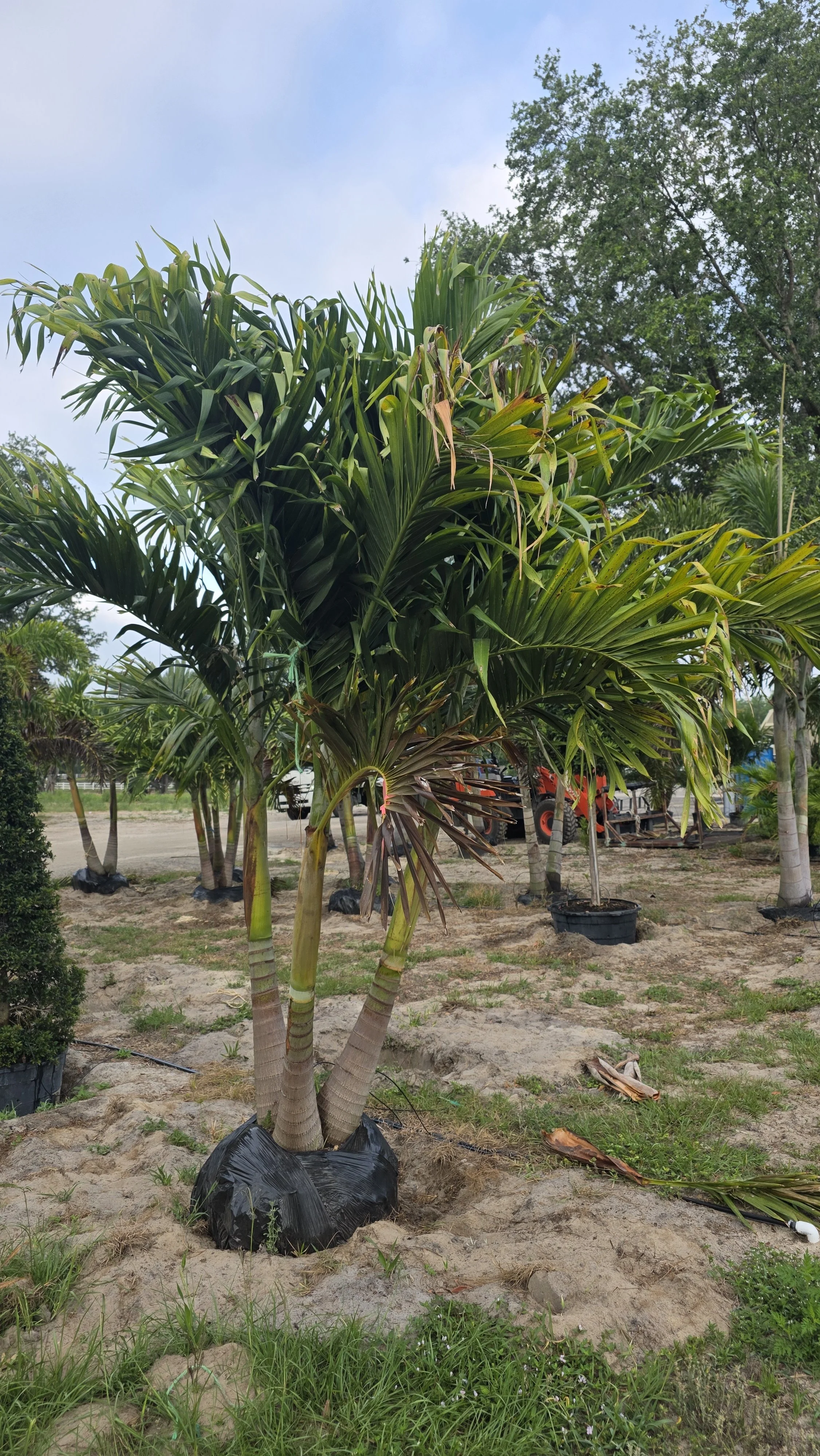 Christmas Palm Triple.jpg