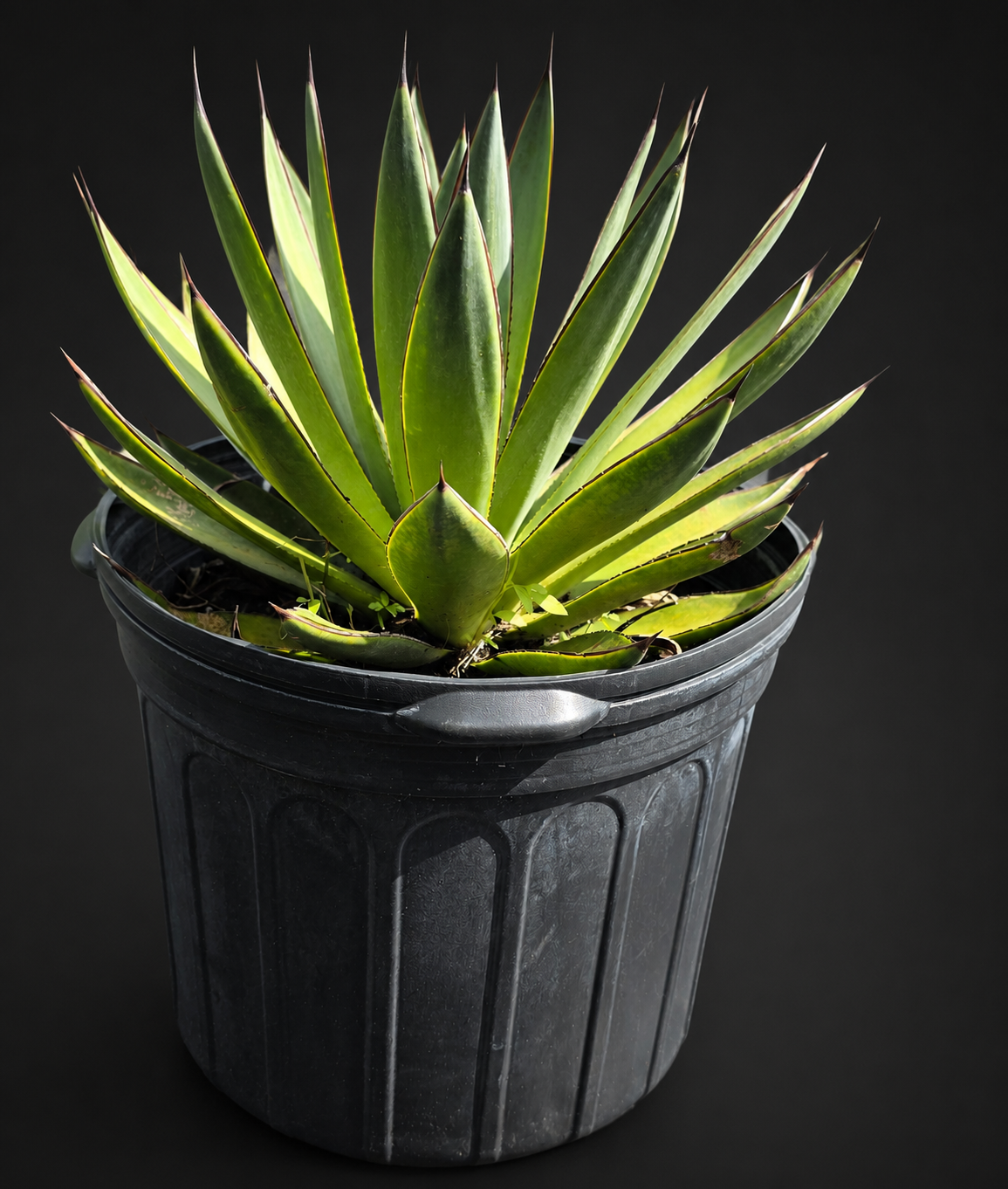 Agave 'Blue Glow'