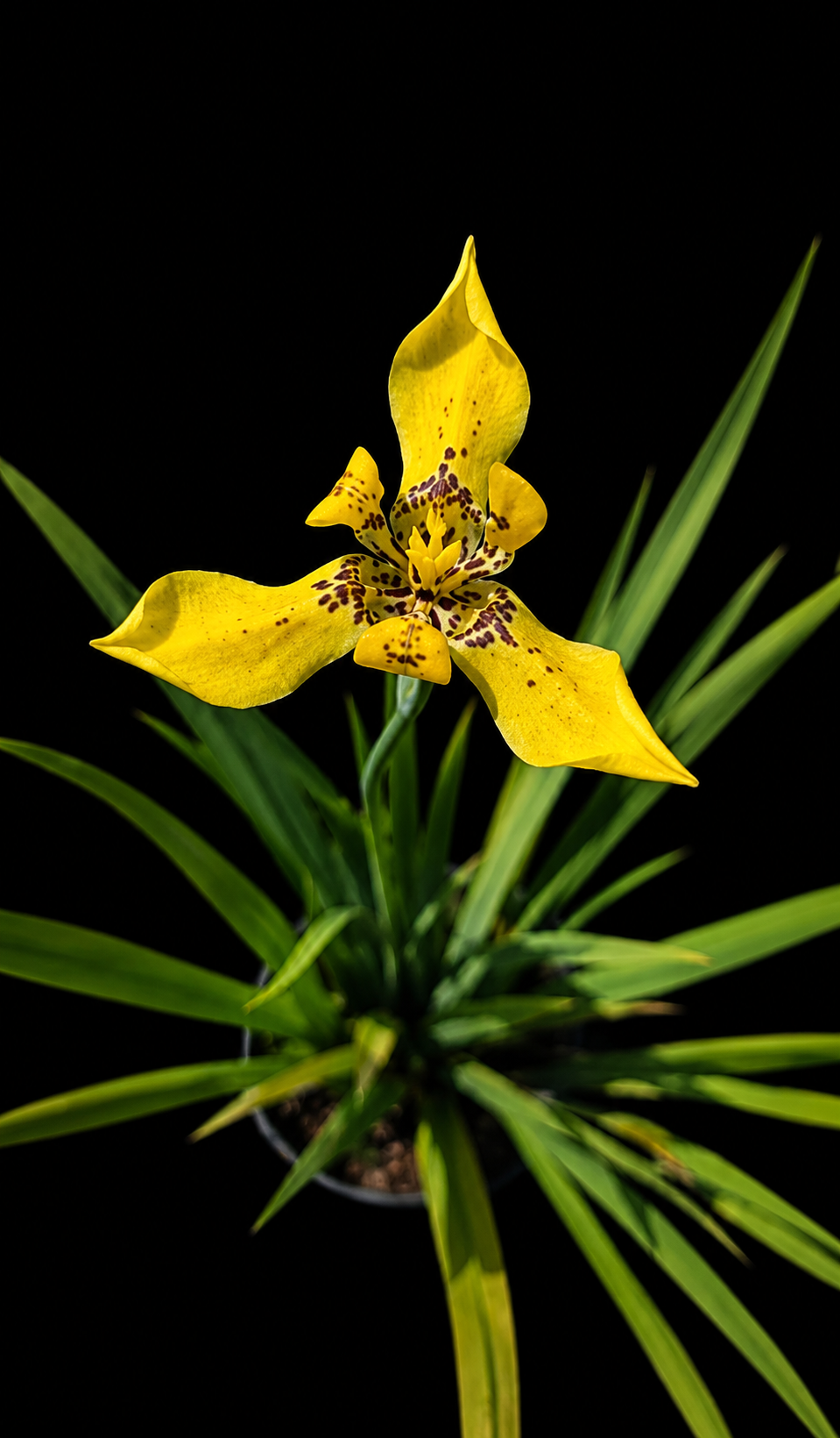 Dietes African Iris