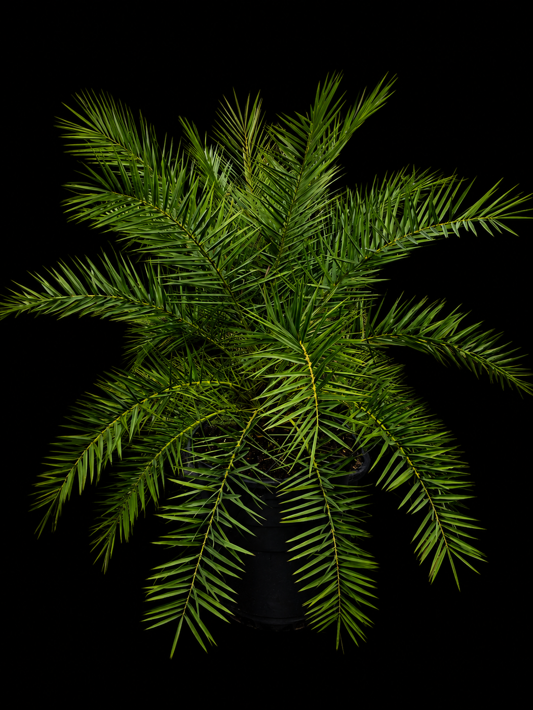 Sylvester Palm (Phoenix sylvestris)
