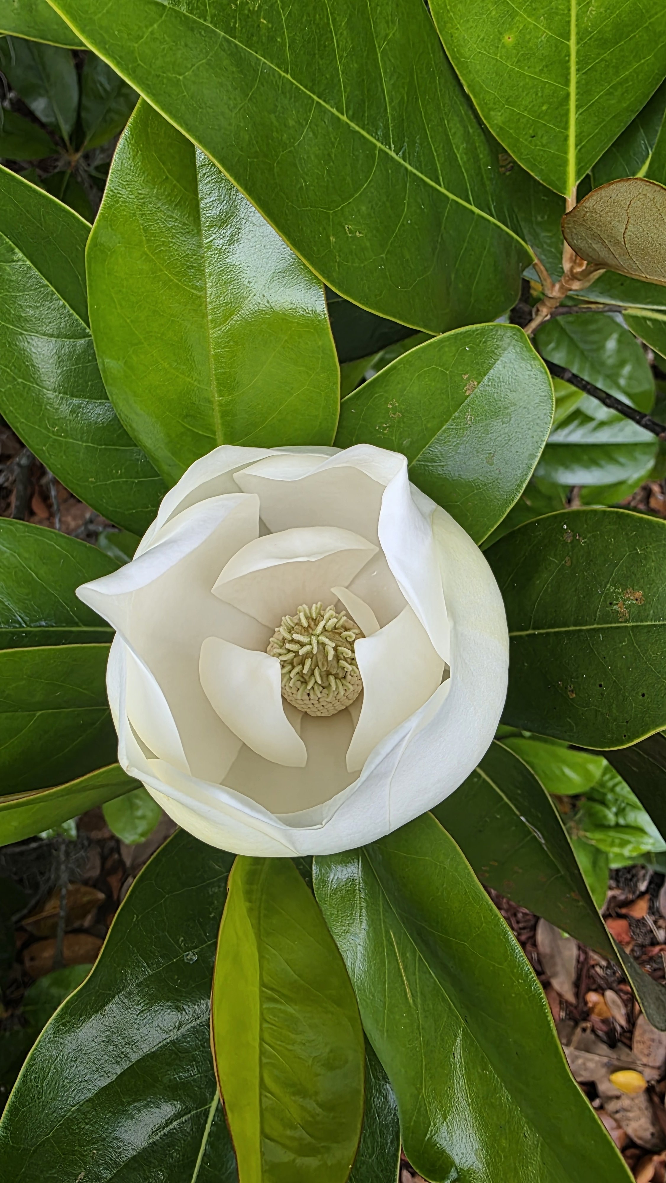 Magnolia Flower (1).jpg