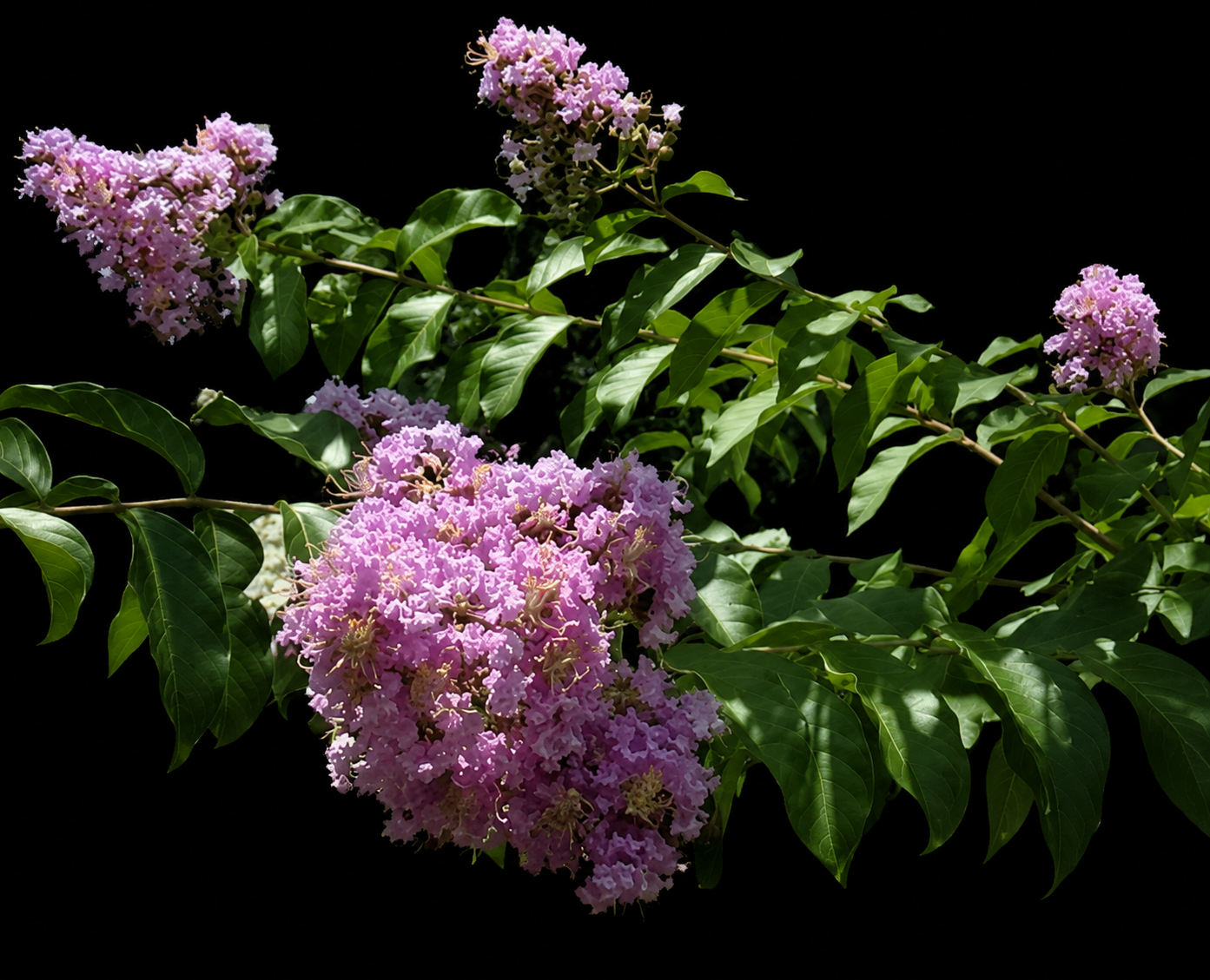 Crape Myrtle 'Muskogee'