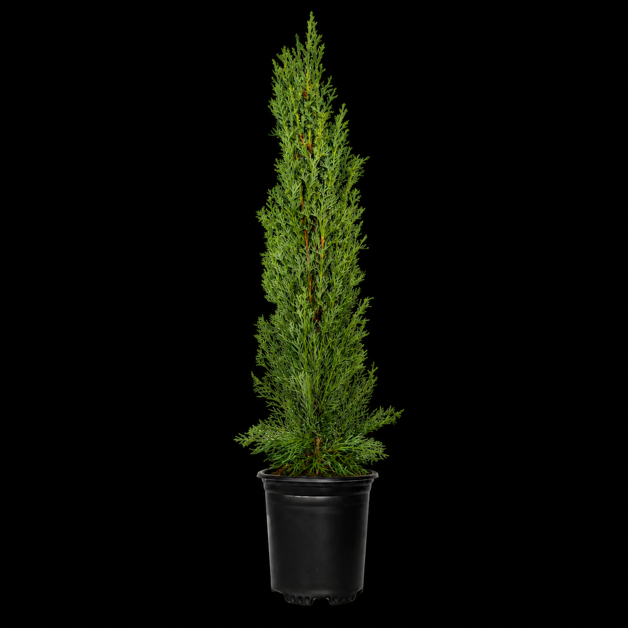 Italian Cypress