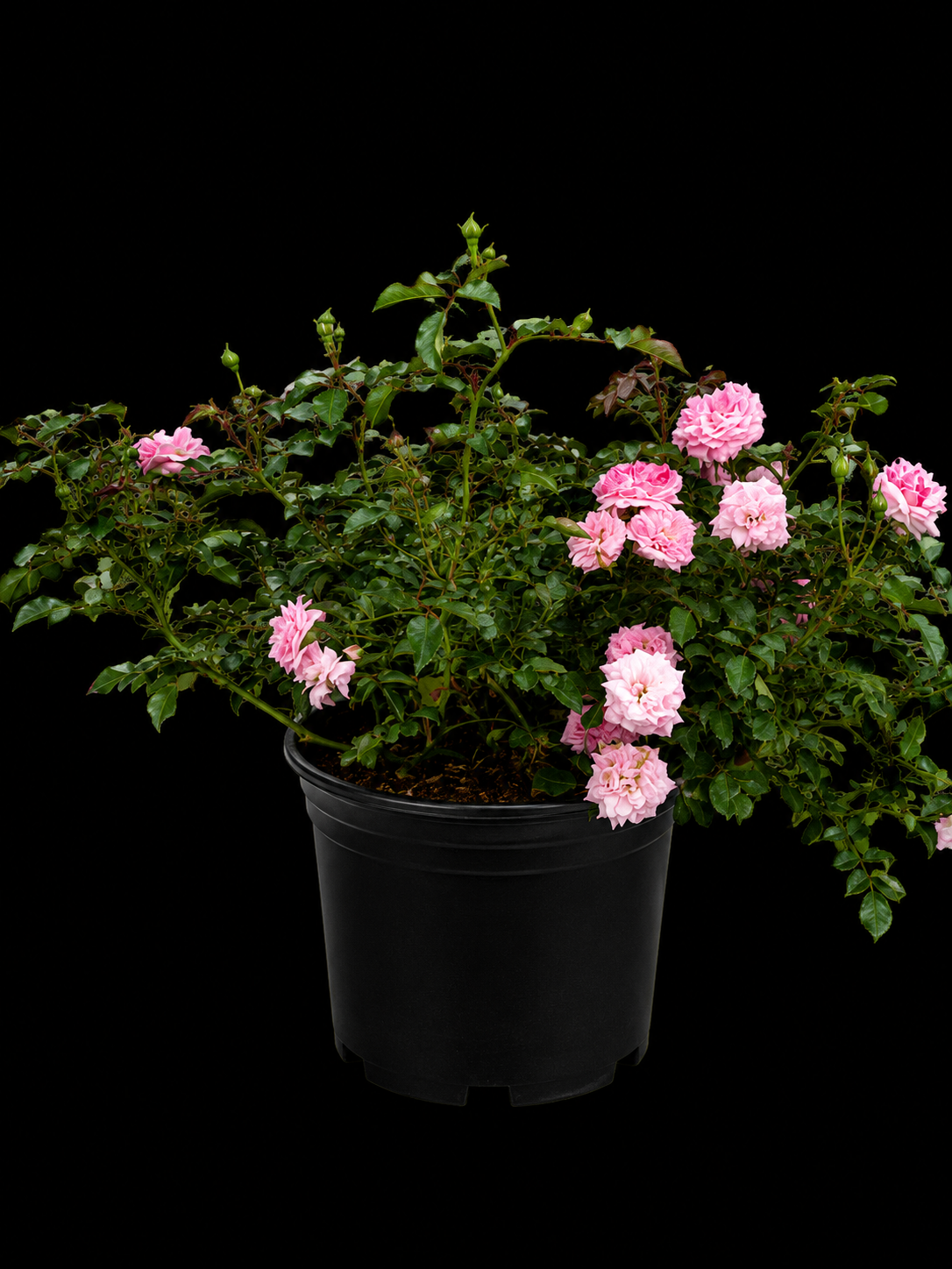 Drift® Roses (Assorted Colors)