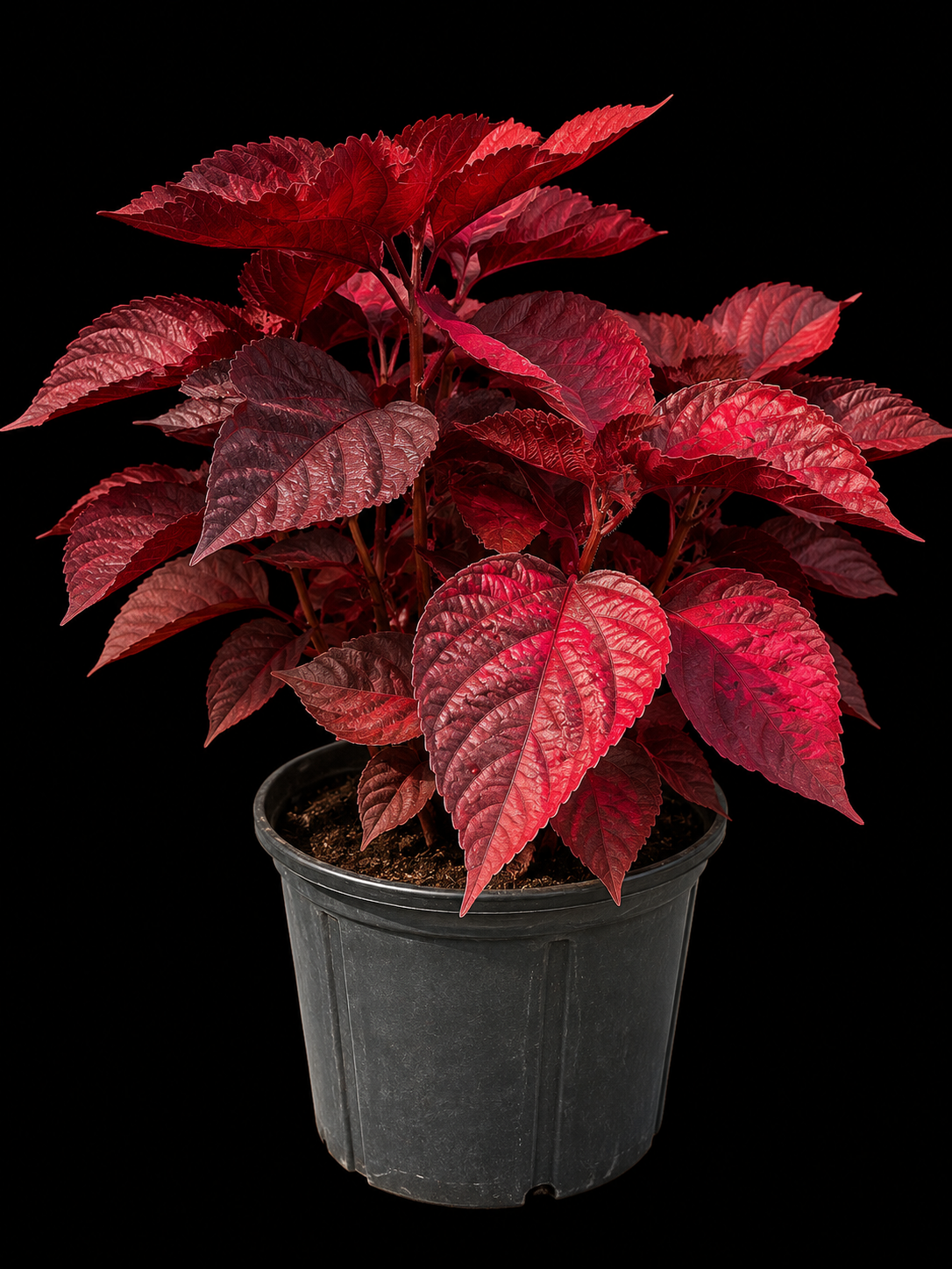 Copperleaf 'Louisiana Red'