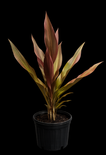 Crinum augustum 'Queen Emma'