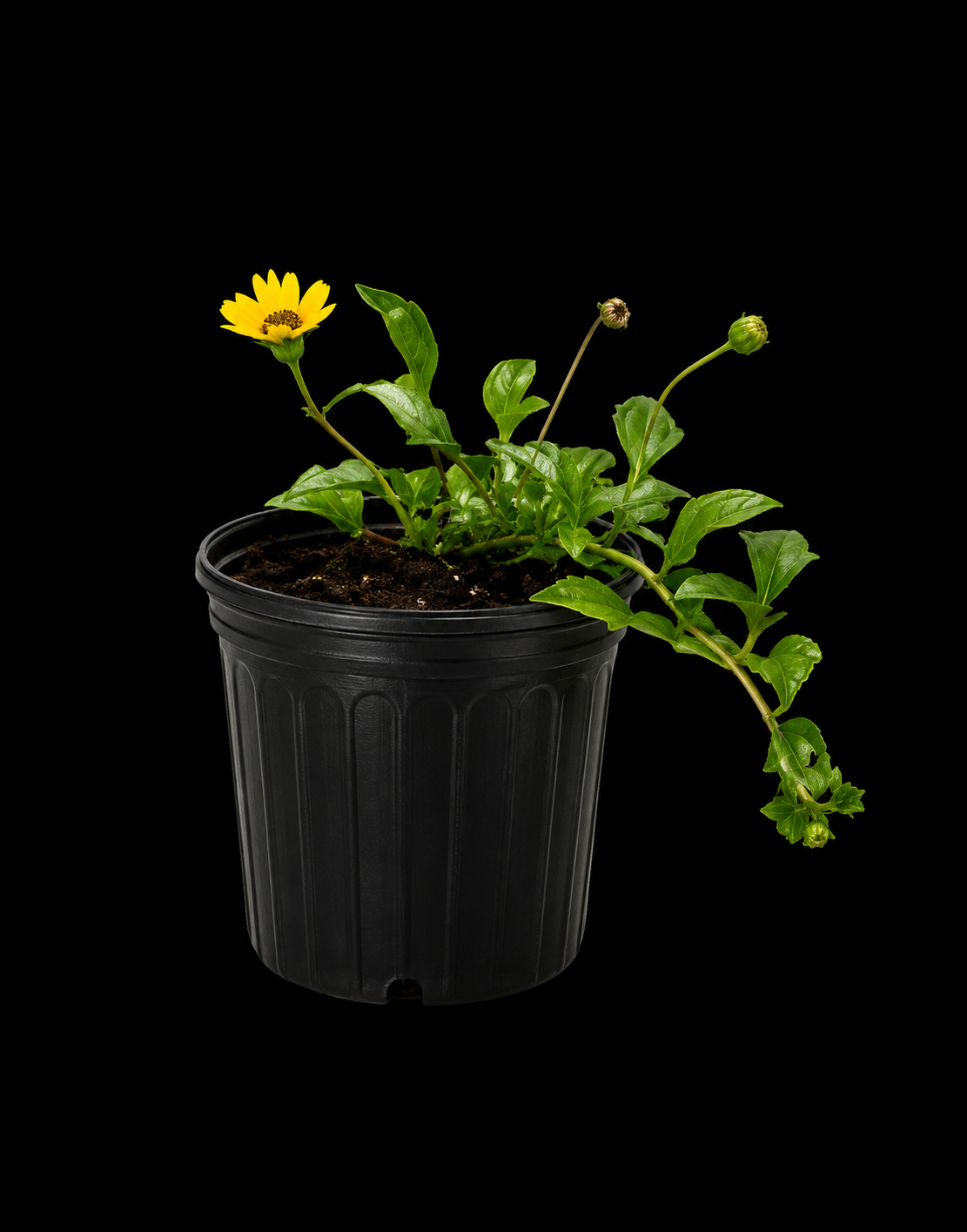 Dune Sunflower