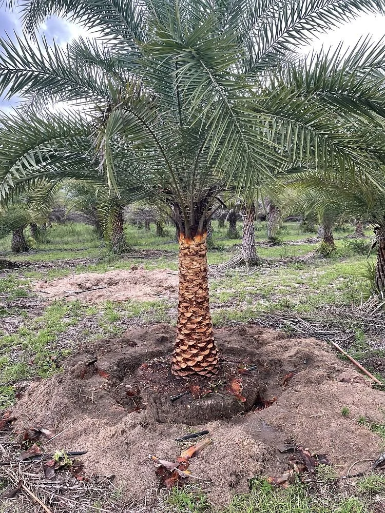 phoenix-sylvestris-sylvester-date-palm-silver-date-palm-wild-date-palm-1002992061-1009508-1661046798-564754.jpg