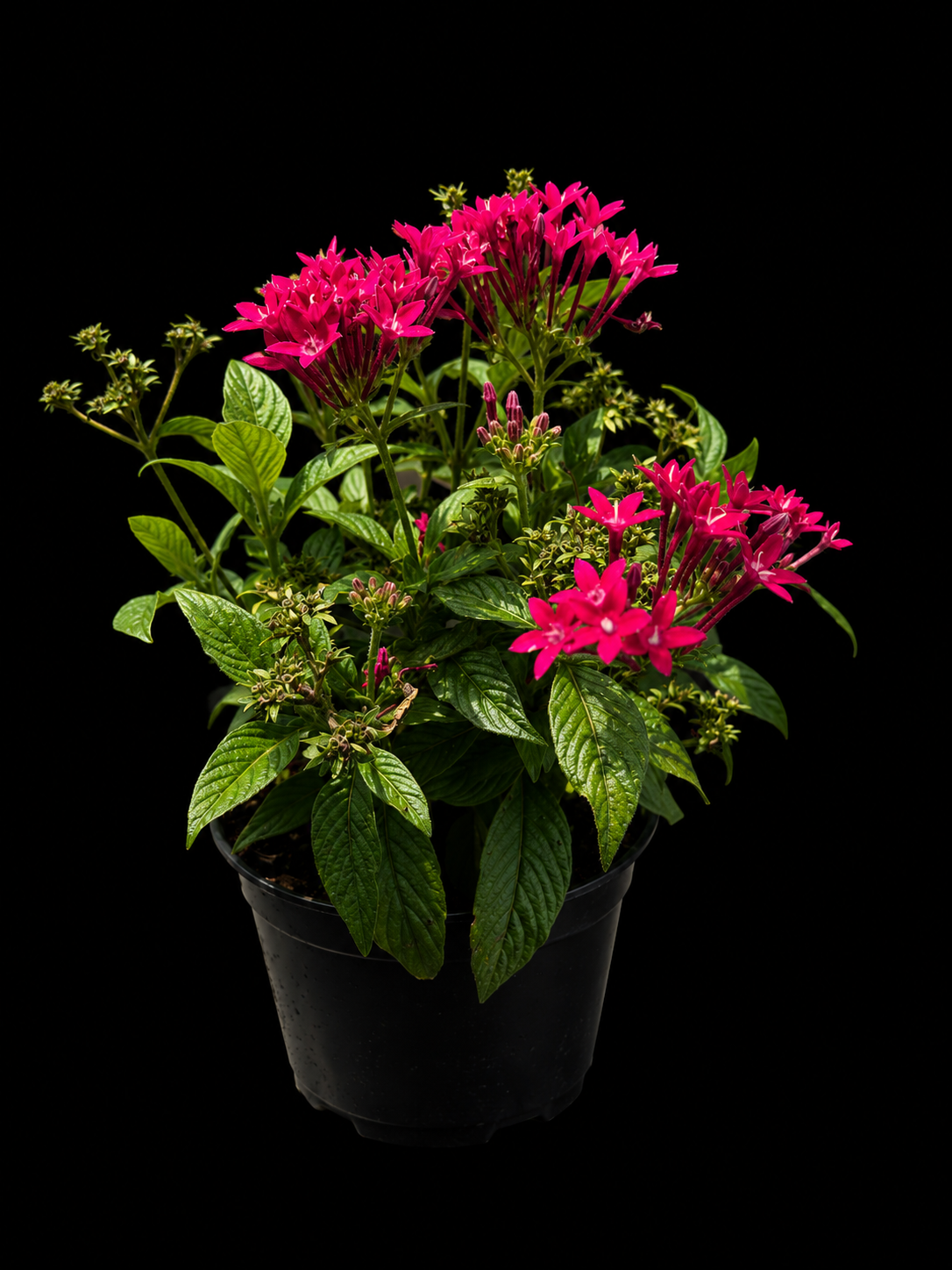 Pentas Assorted