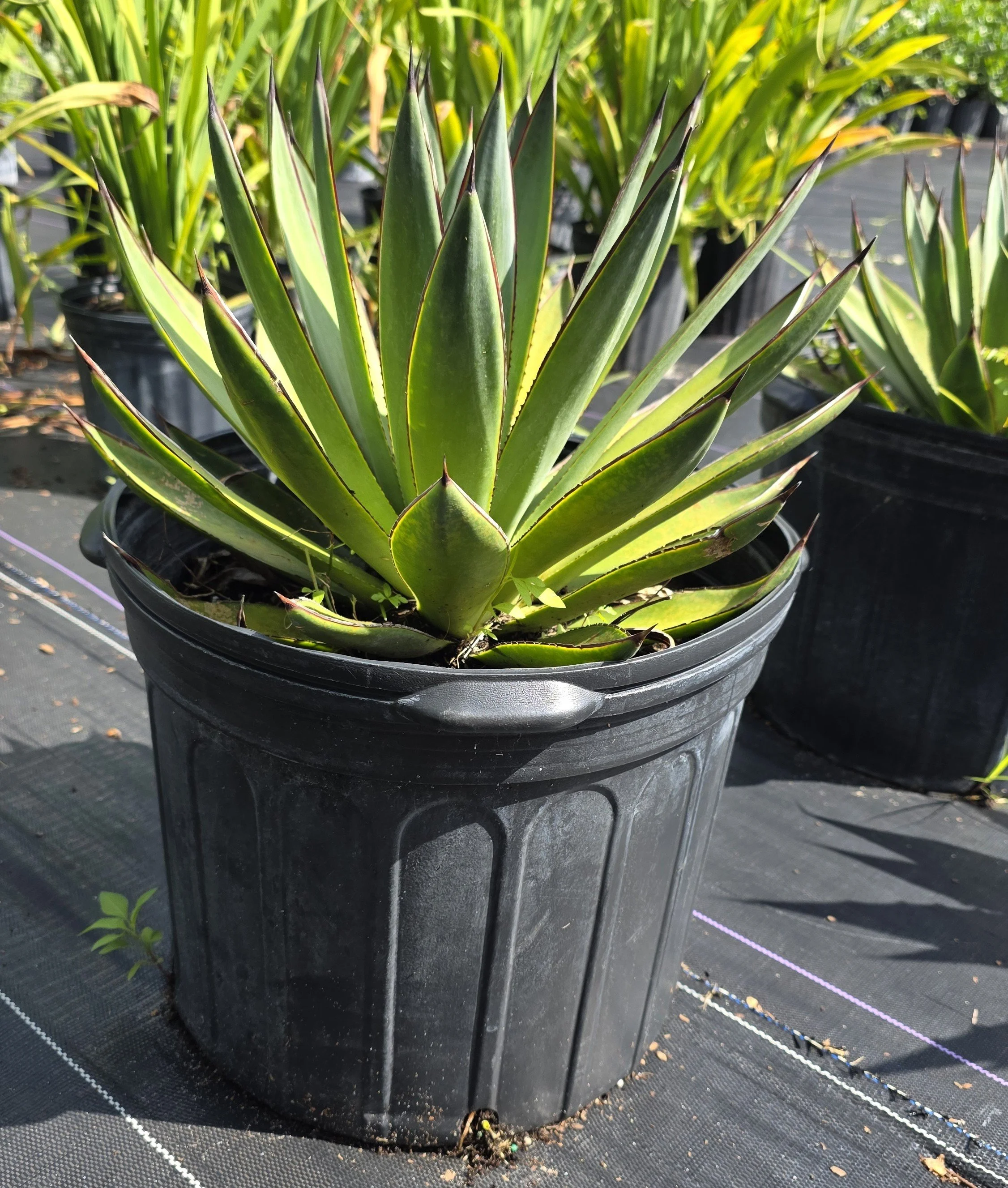 Agave Blue Glow.jpg