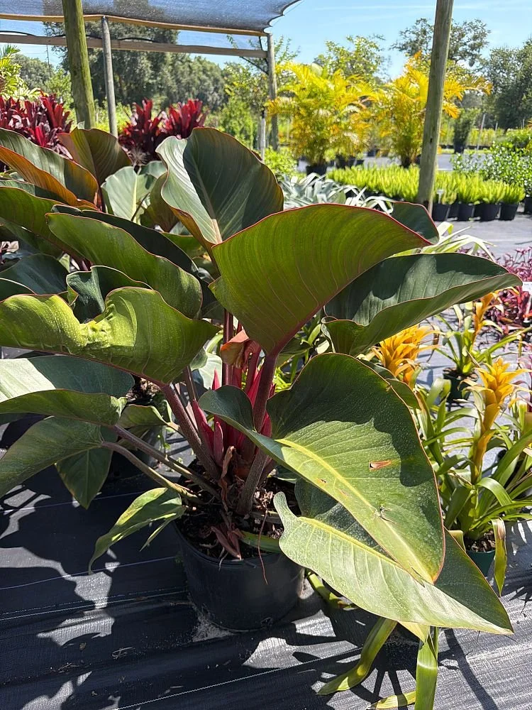 philodendron-rojo-congo-red-congo-philodendron-1004572110-1009508-1785865762-749309.jpg