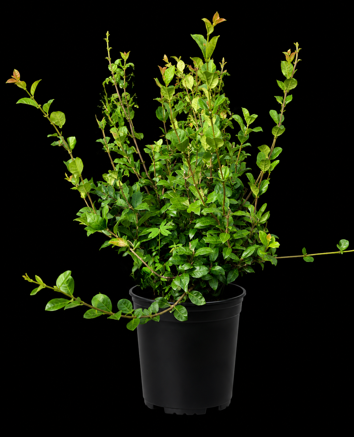 Confederate Jasmine