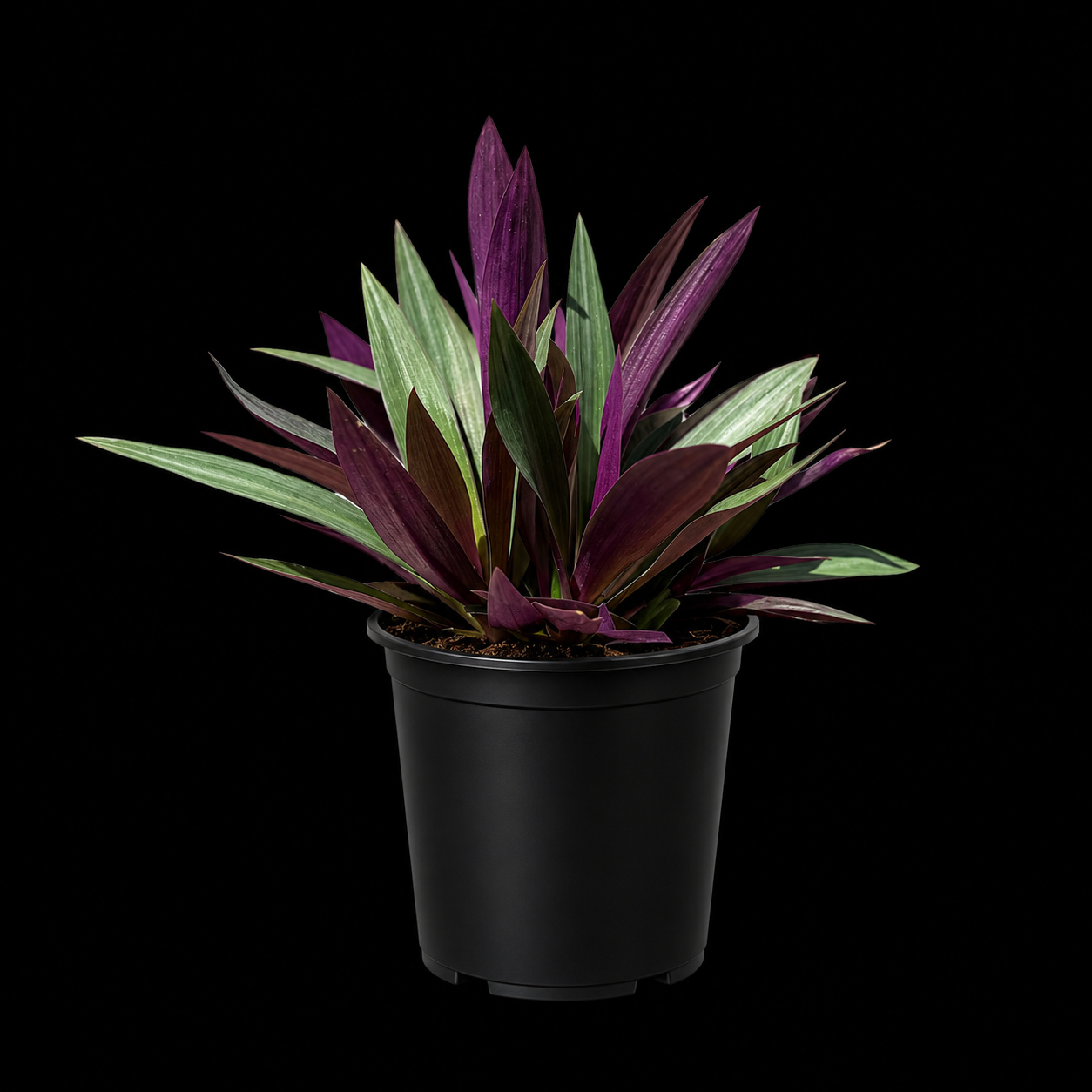 Tradescantia spathacea 'Oyster Plant'