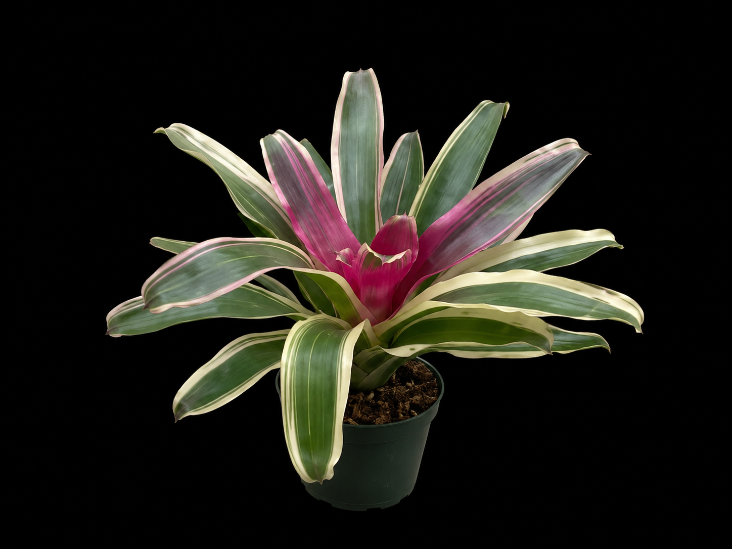 Bromeliad Assorted Neoregelia