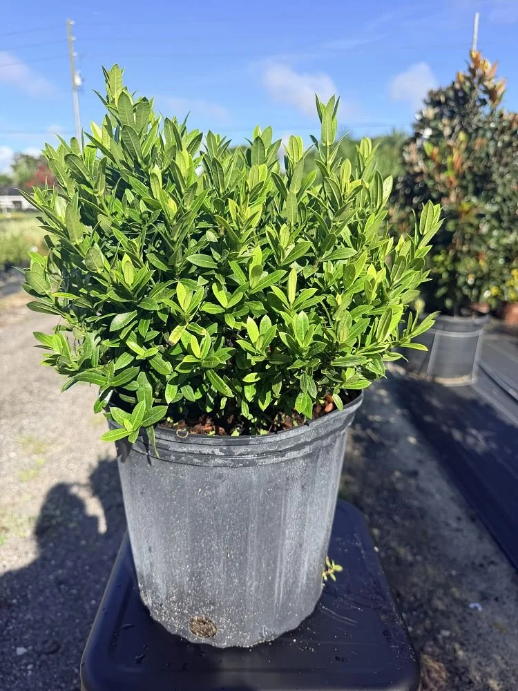 ixora-taiwanensis-dwarf-yellow-flame-of-the-woods-jungle-flame-dwarf-ixora-1004572093-1009508-1788274018-565954.jpg