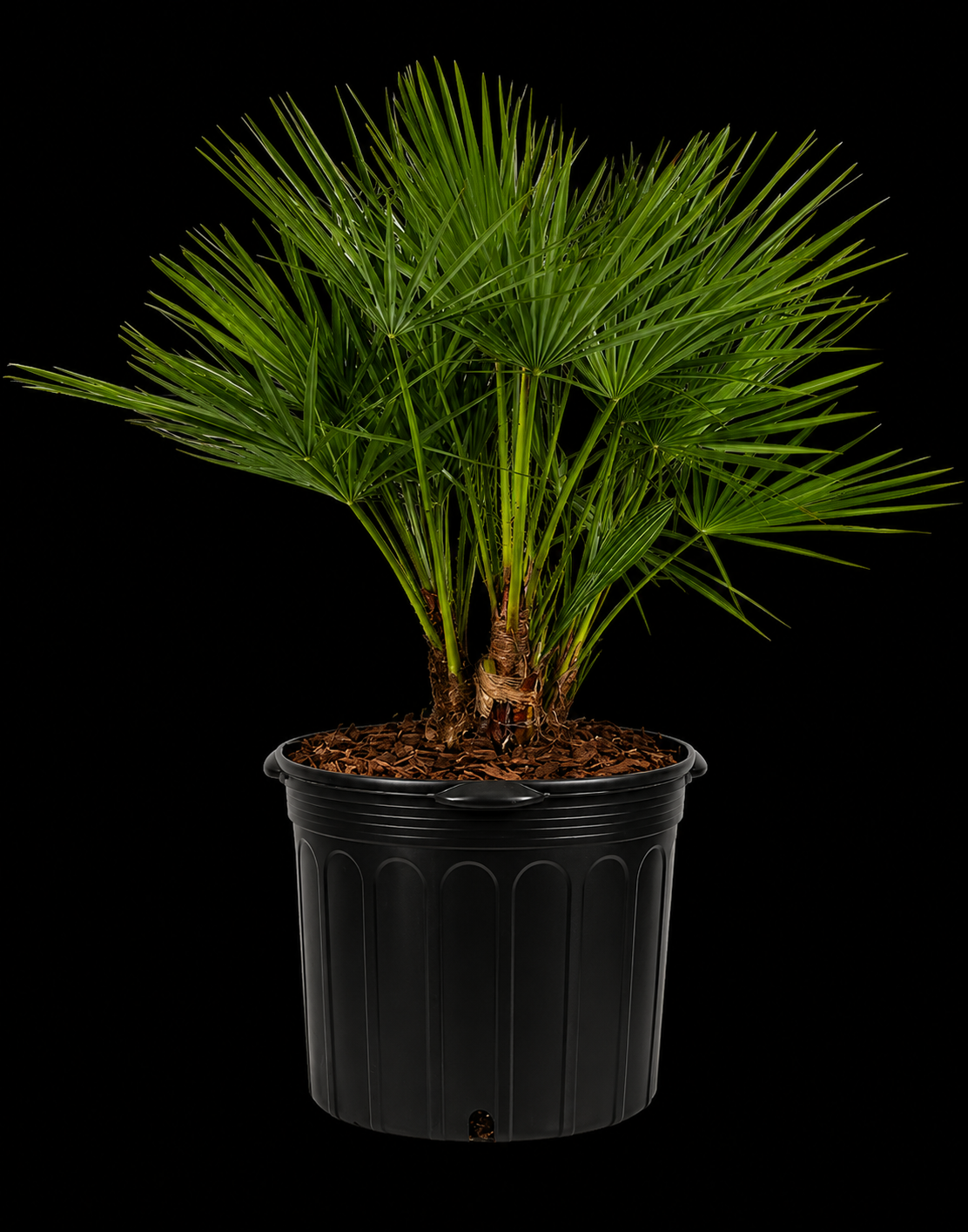 European Fan Palm