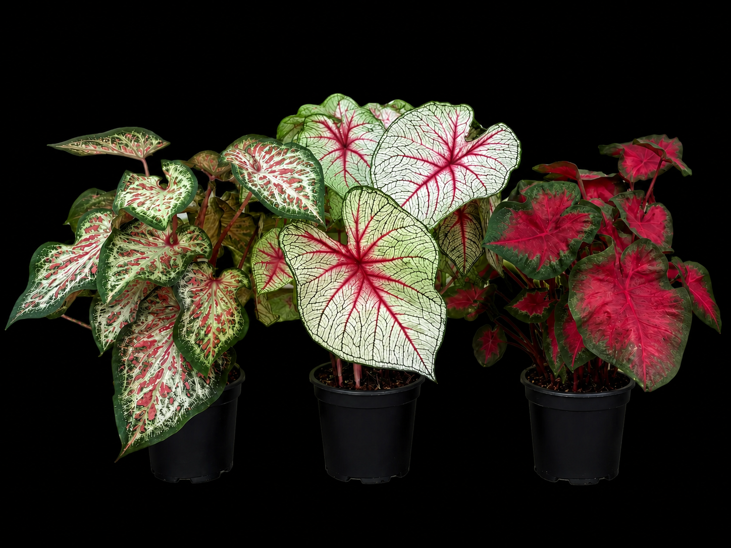 Caladium Assorted