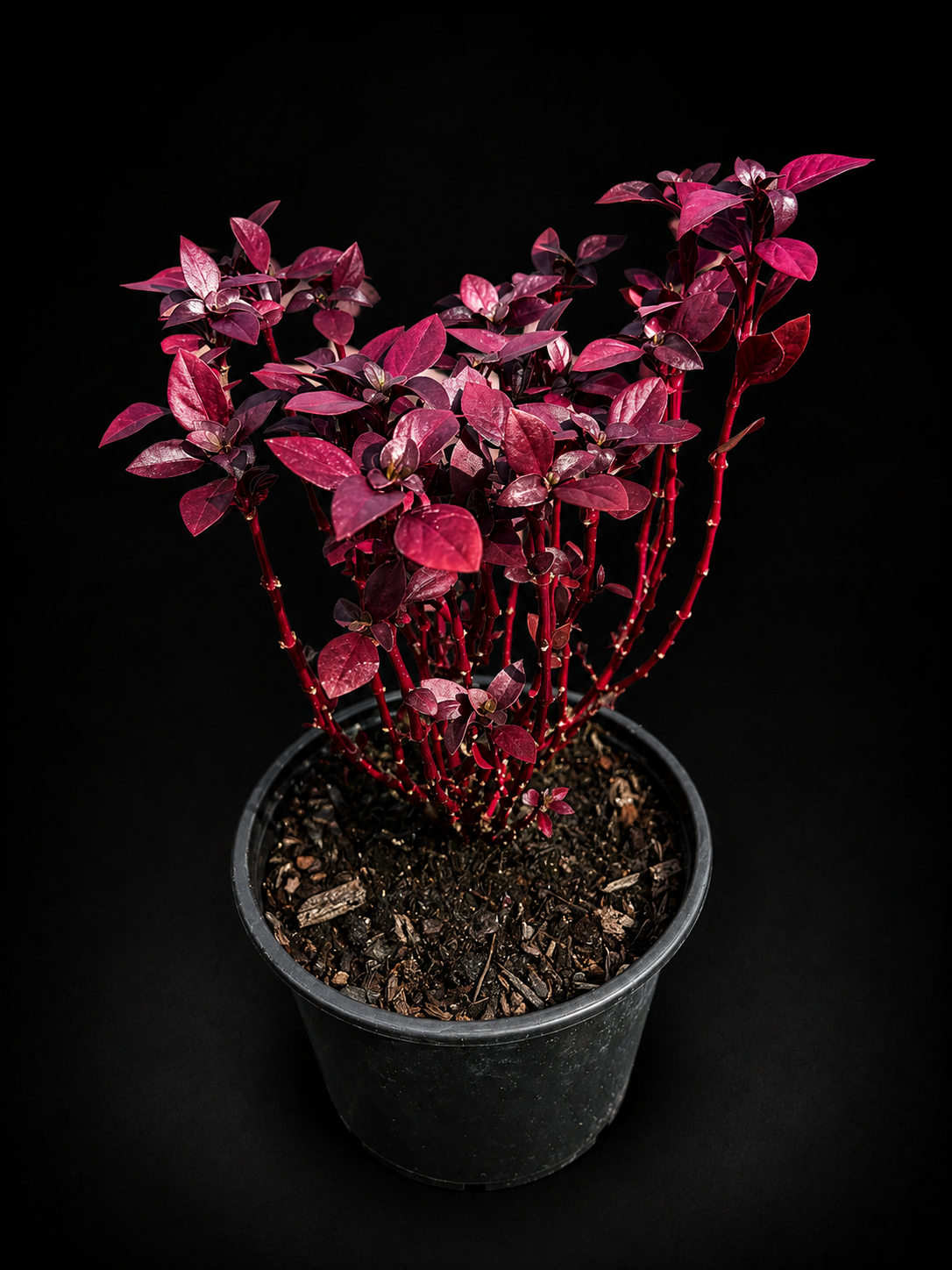 Alternathera denata 'Little Ruby', Josephs Coat