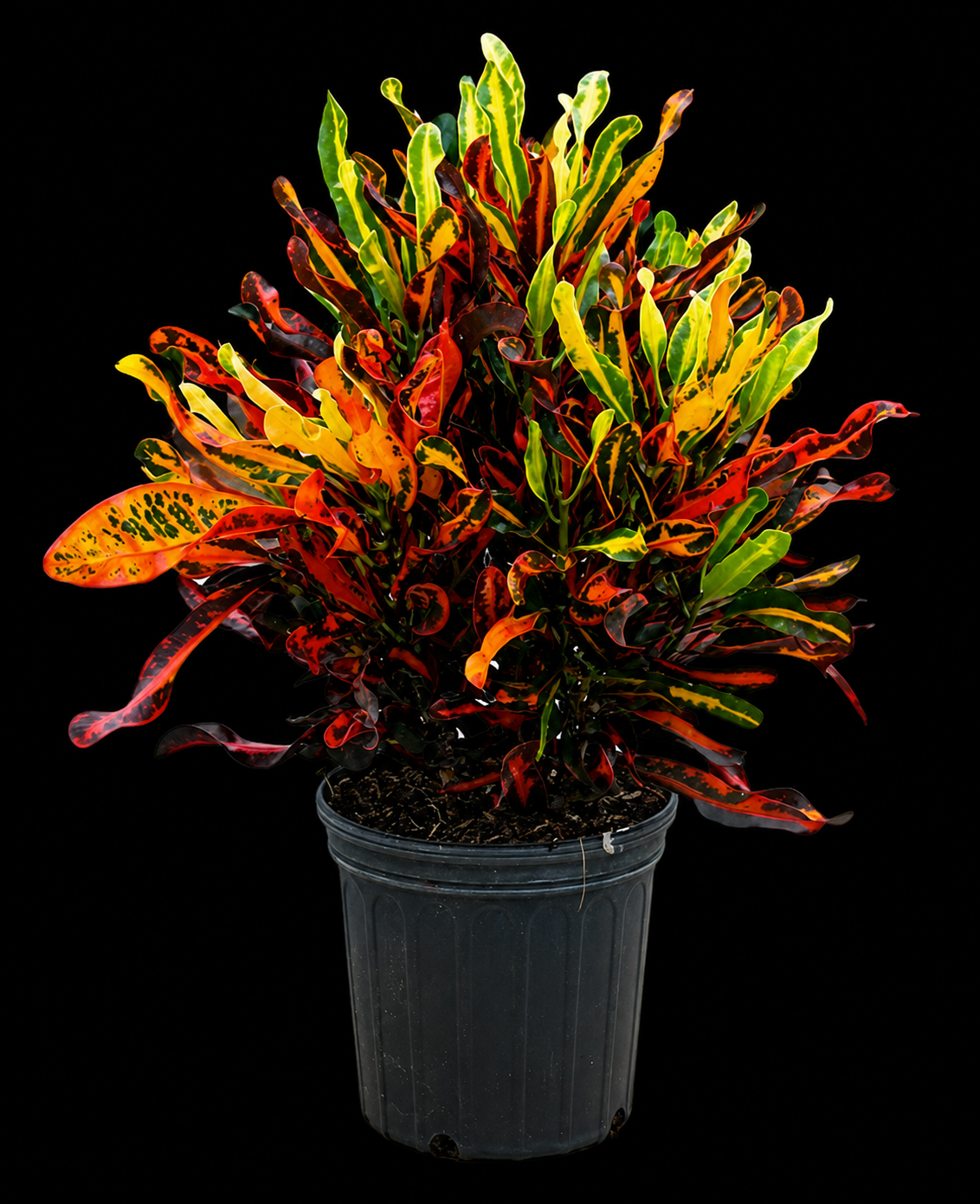 Croton 'Mammy'