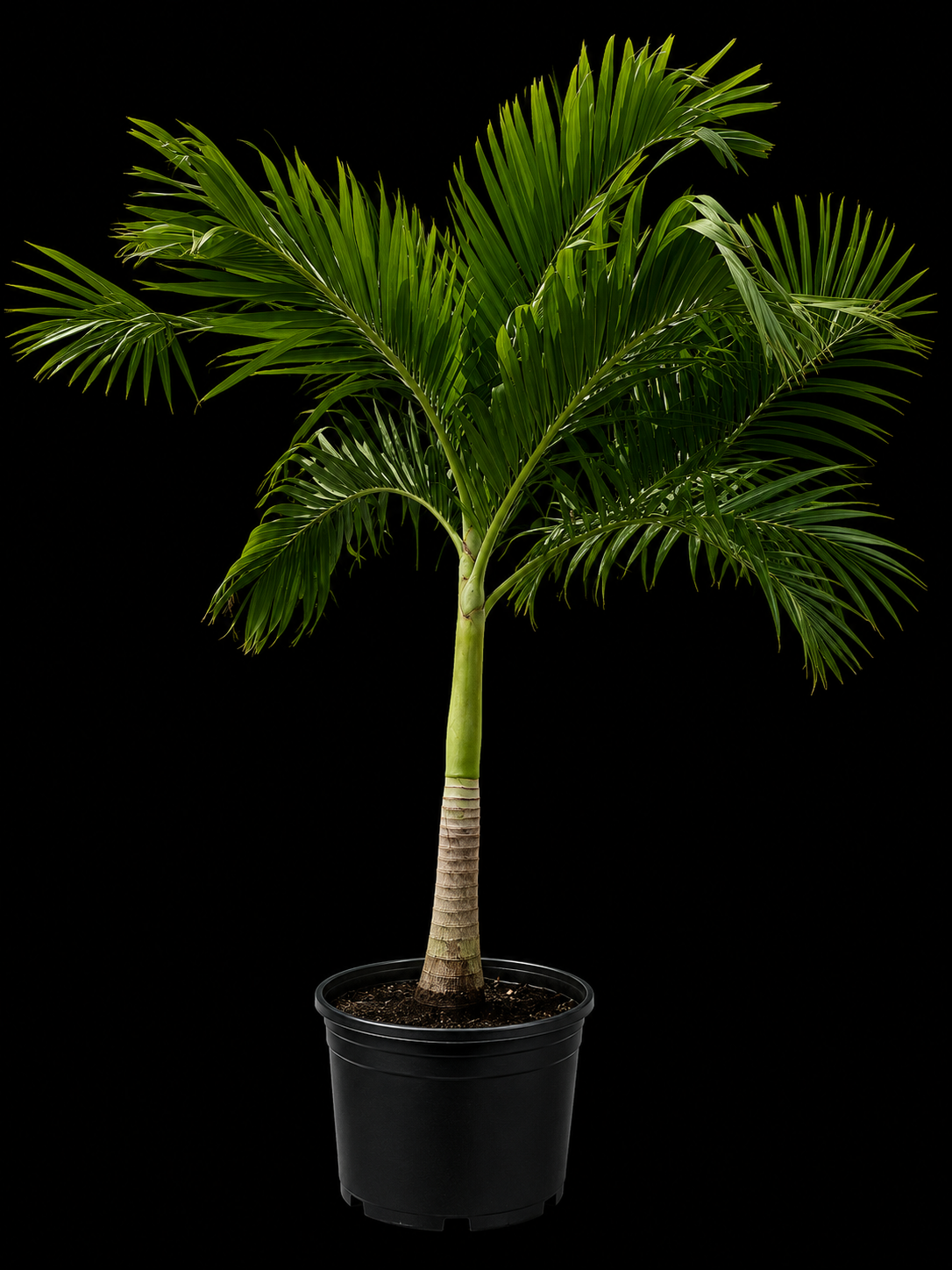 Christmas Palm (Adonidia merrillii)
