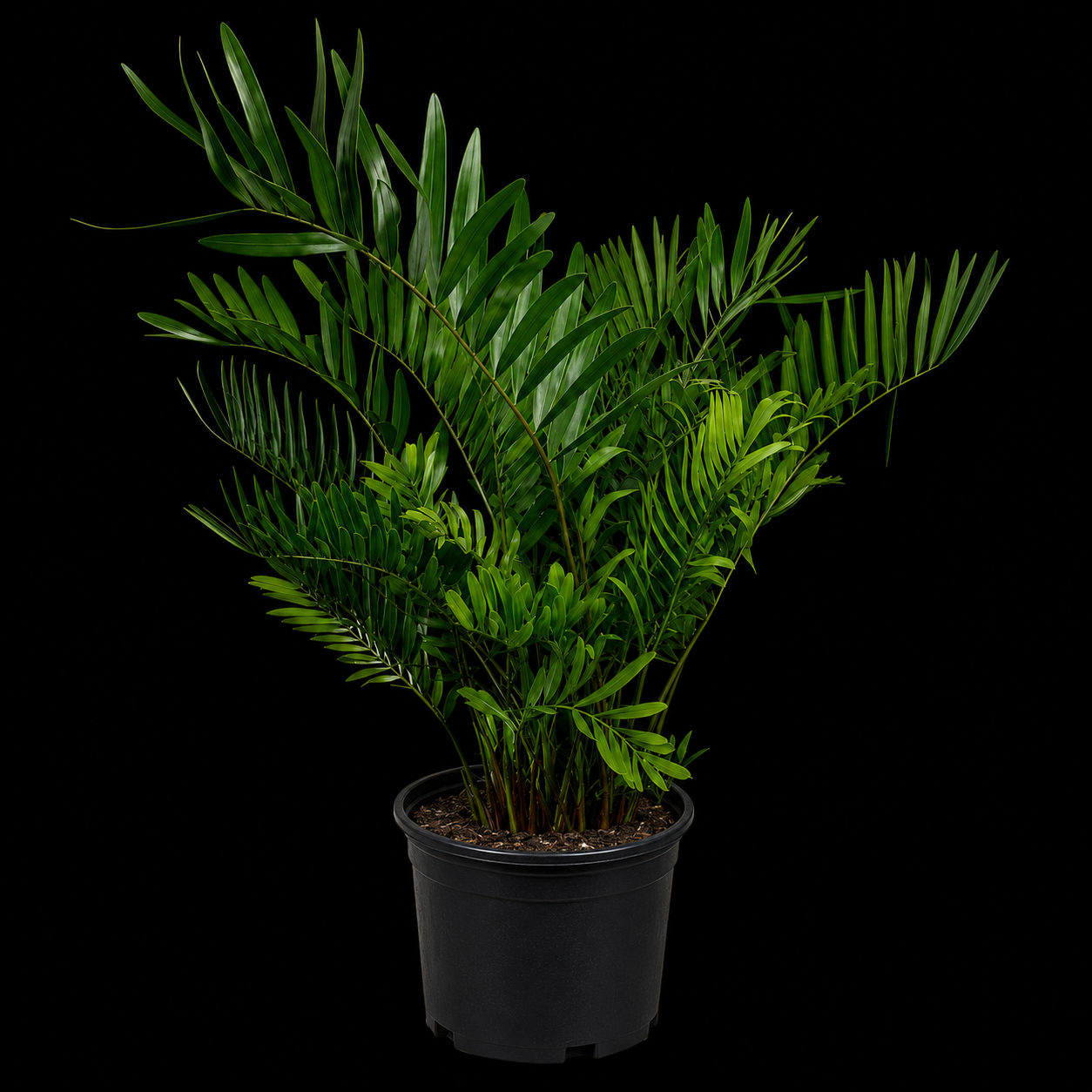 Coontie Palm
