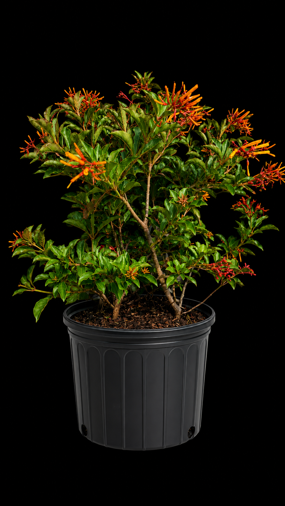 Firebush Hamelia patens