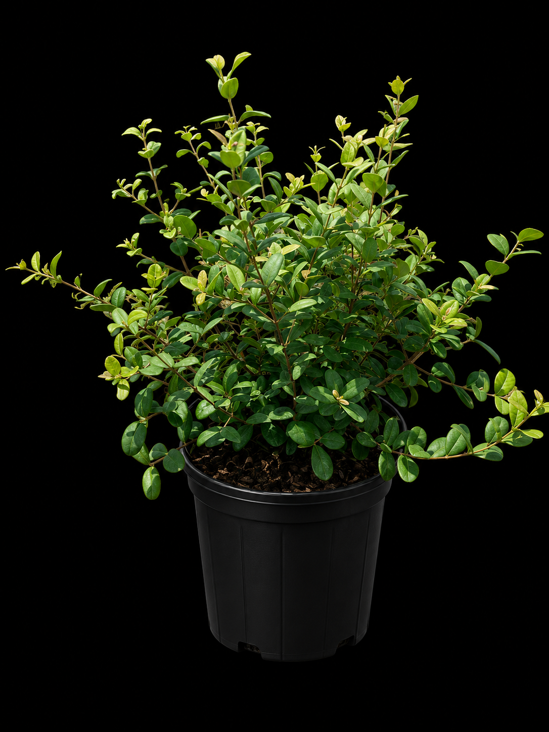 Myrcianthes fragrans 'Simpson Stopper'