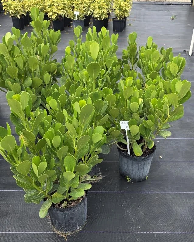 0.jpg