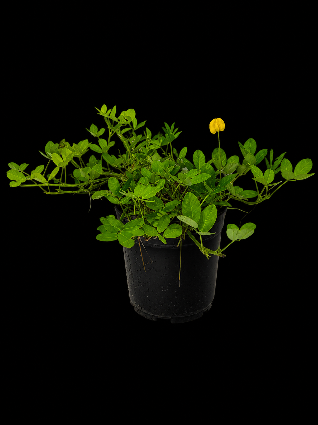 Perennial Peanut (Arachis glabrata)